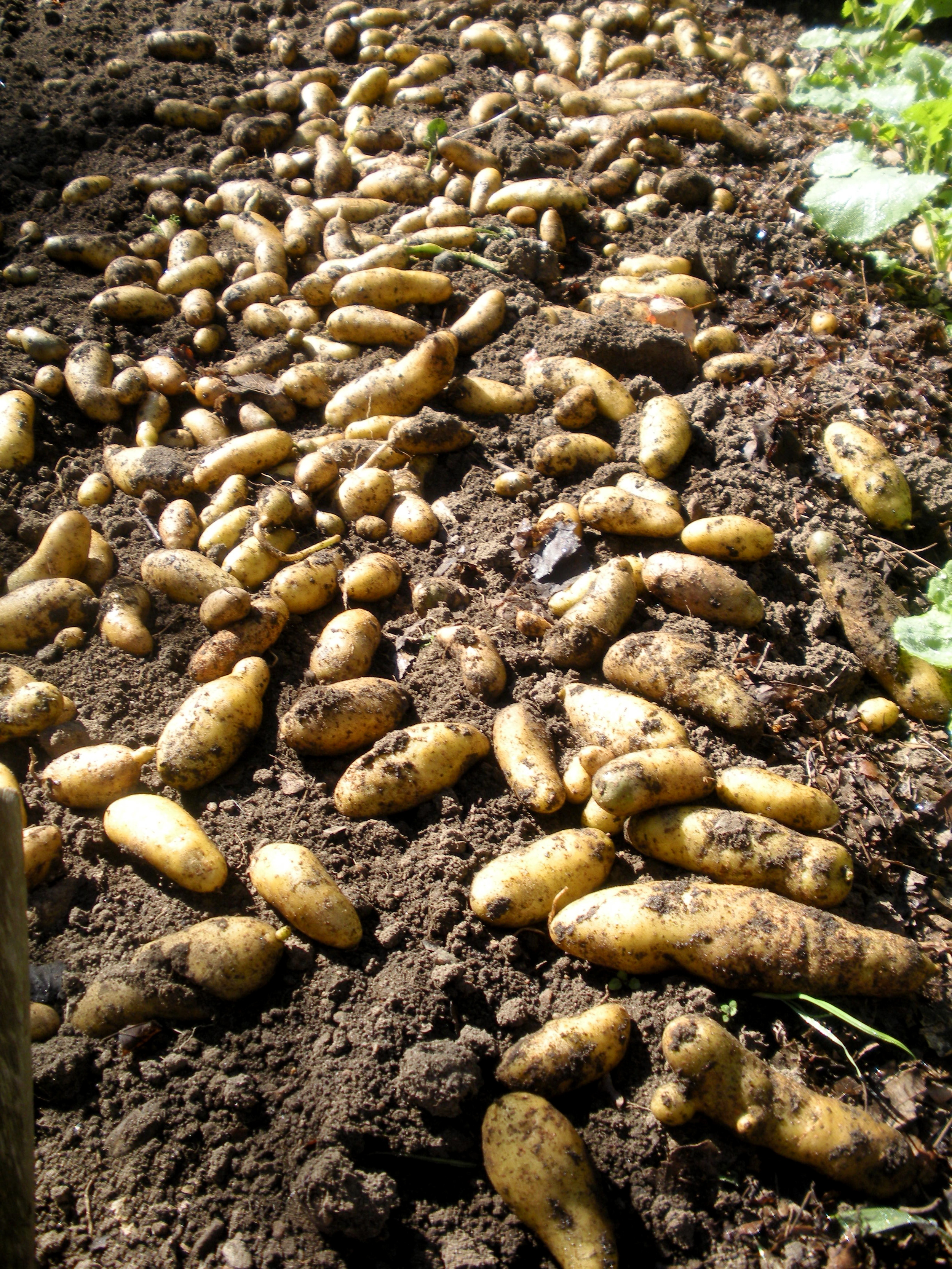 Home garden