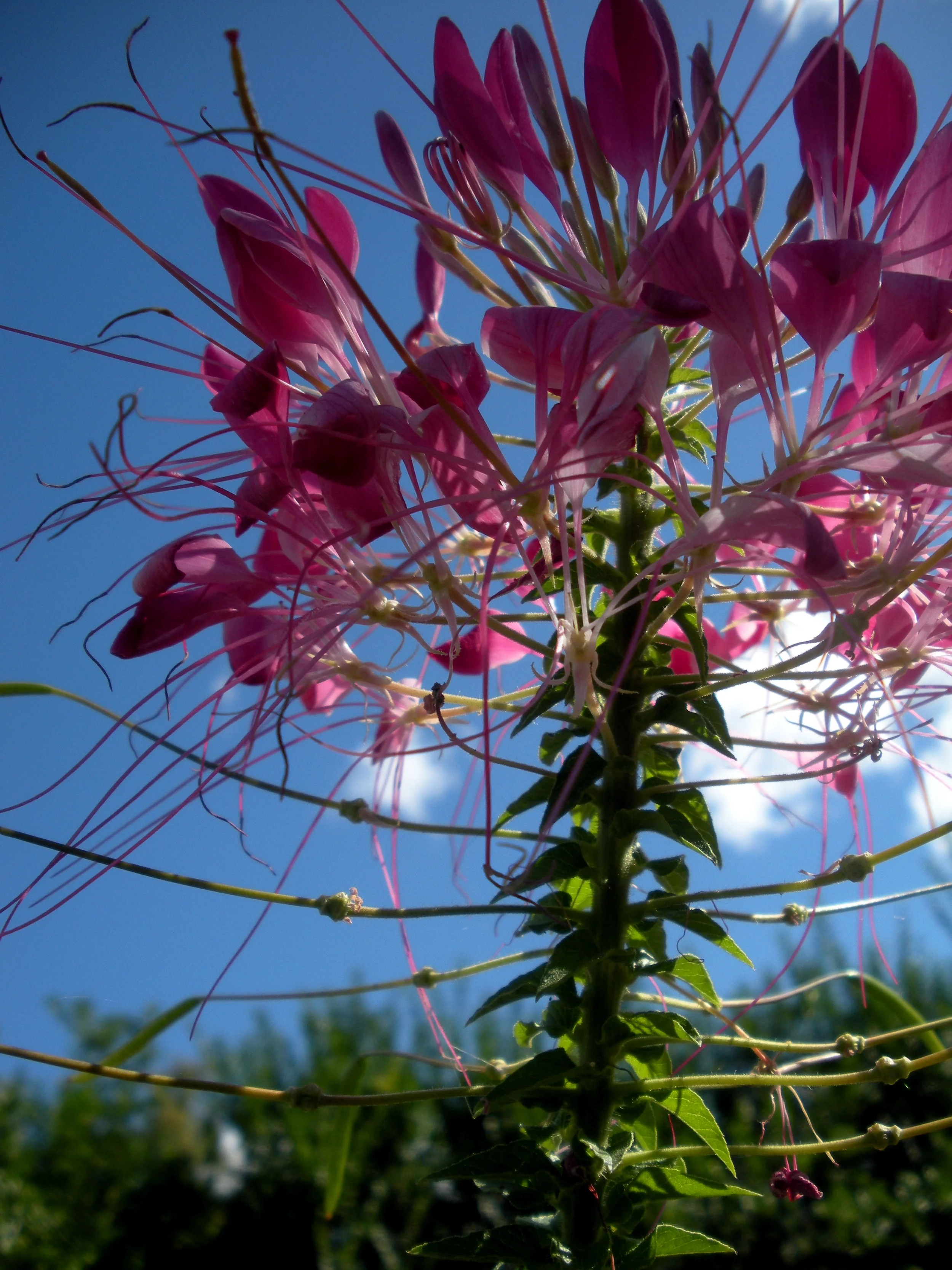 Bloom