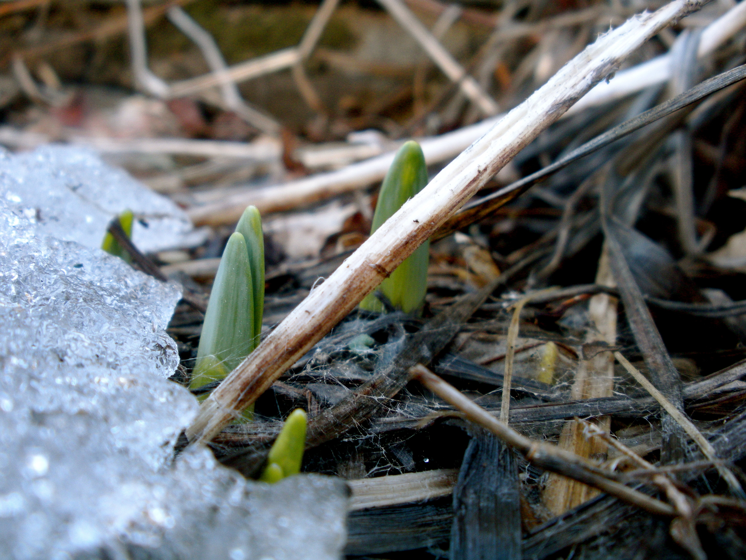 (A.Gross ~ March 2014)