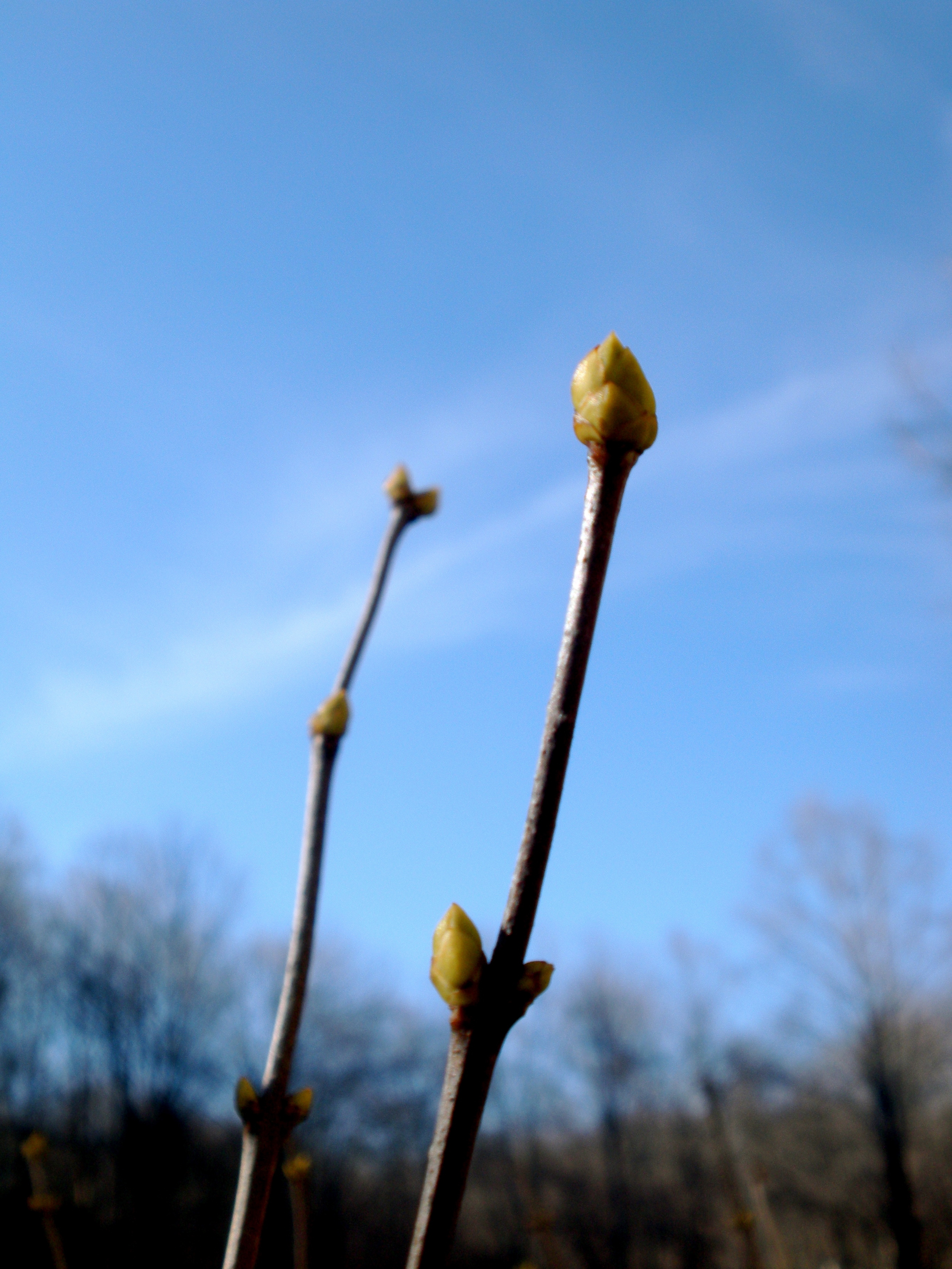 (A.Gross ~ March 2014)