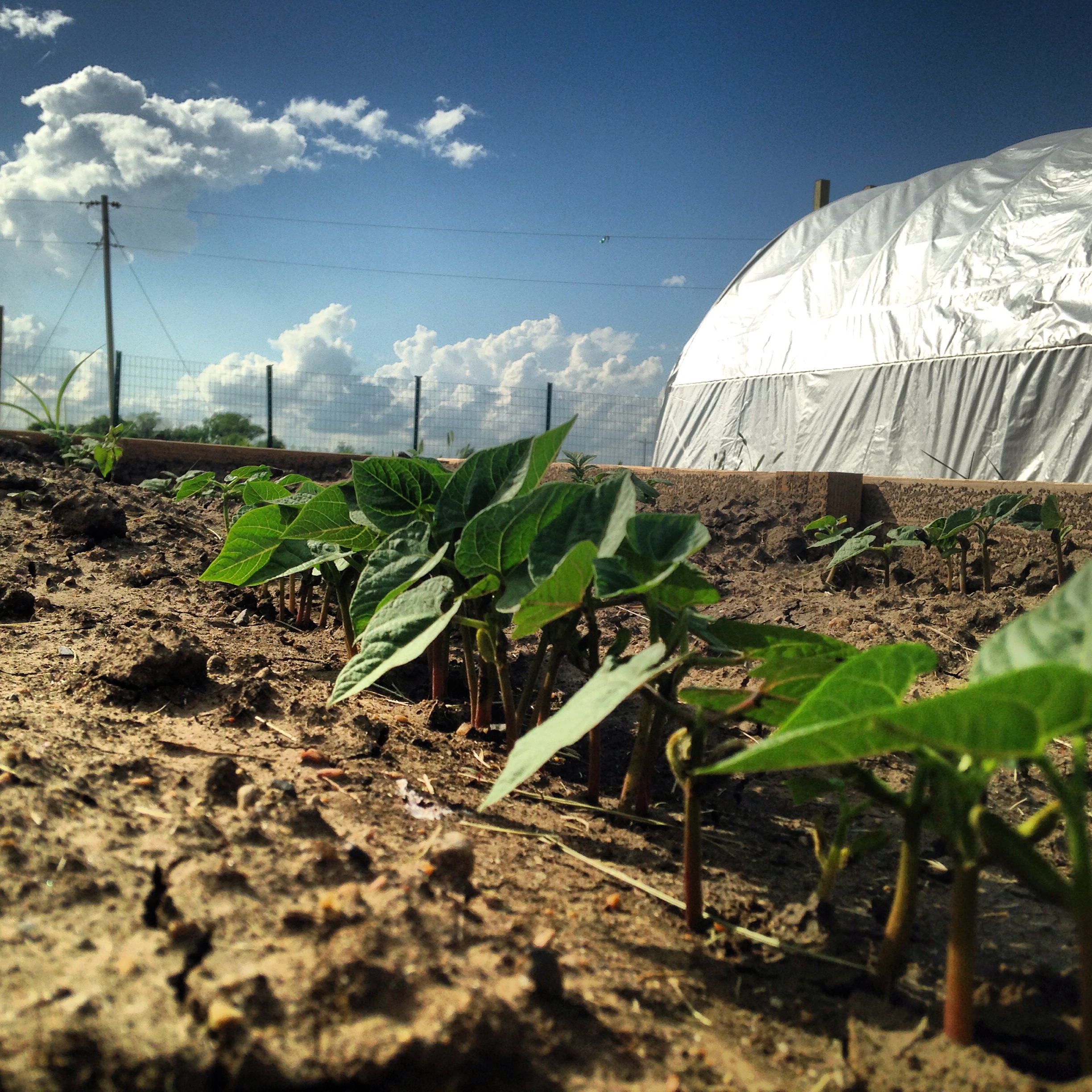 White soup beans, growing in the garden! (June 2014, A. Gross)