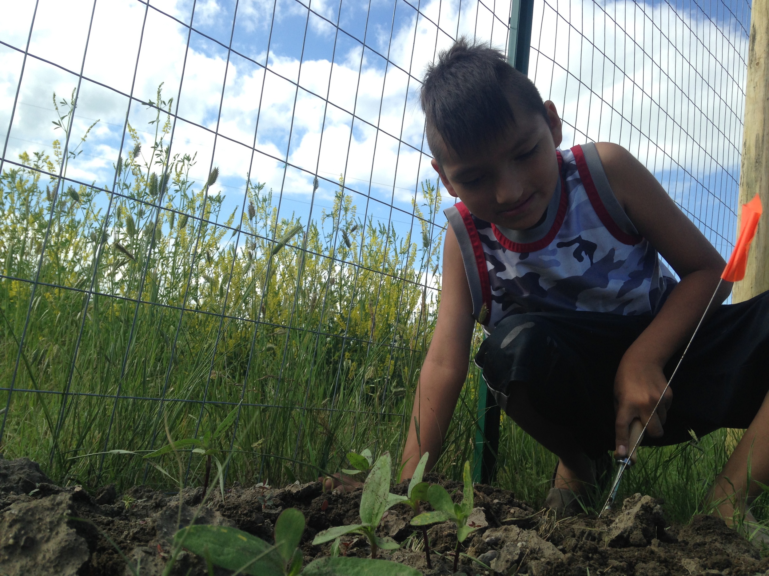 Weeding the sunflowers! (June 2014, A. Gross)