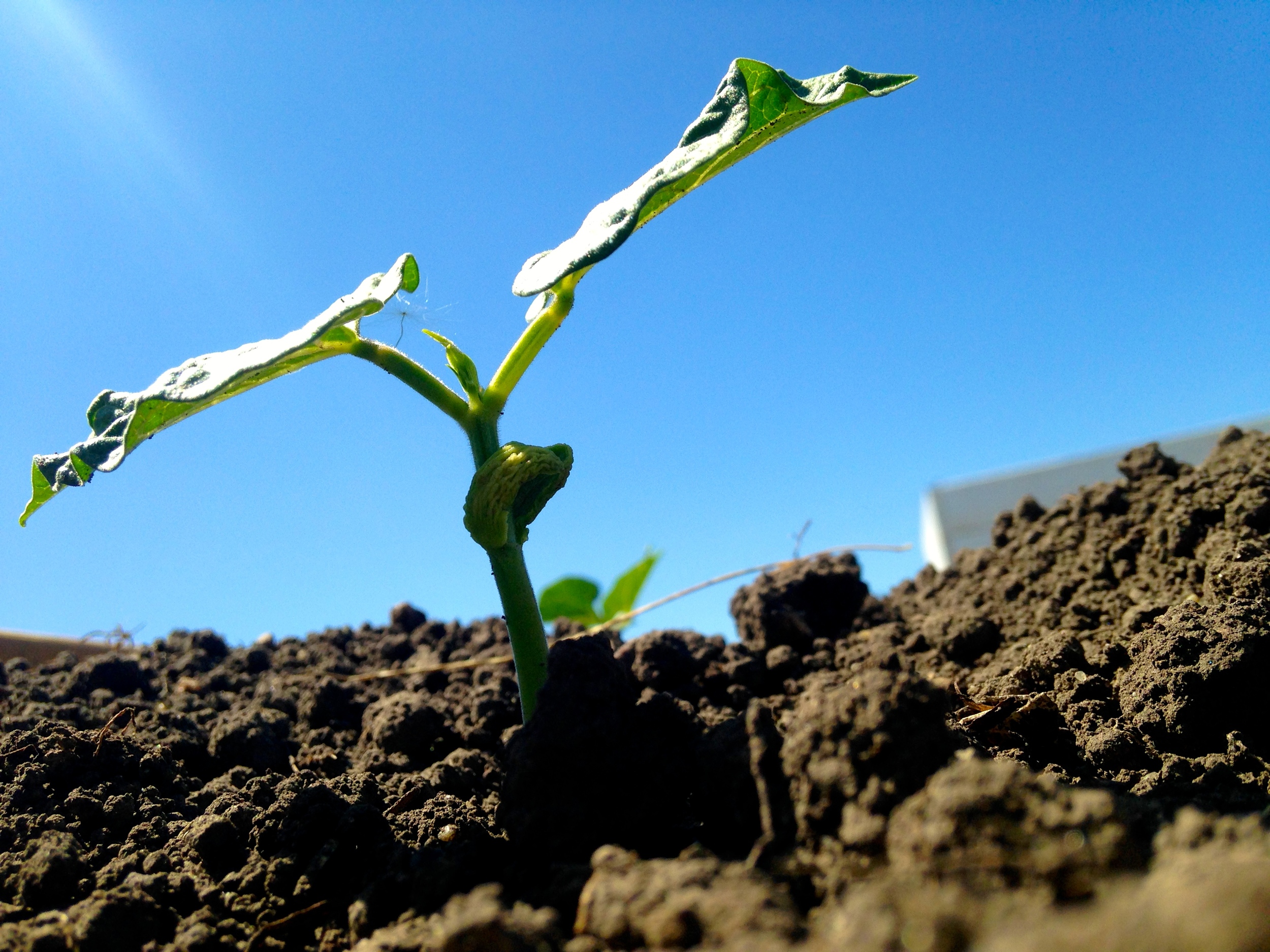 Beans growing in the La Plant community garden (A.Gross, June 2014)