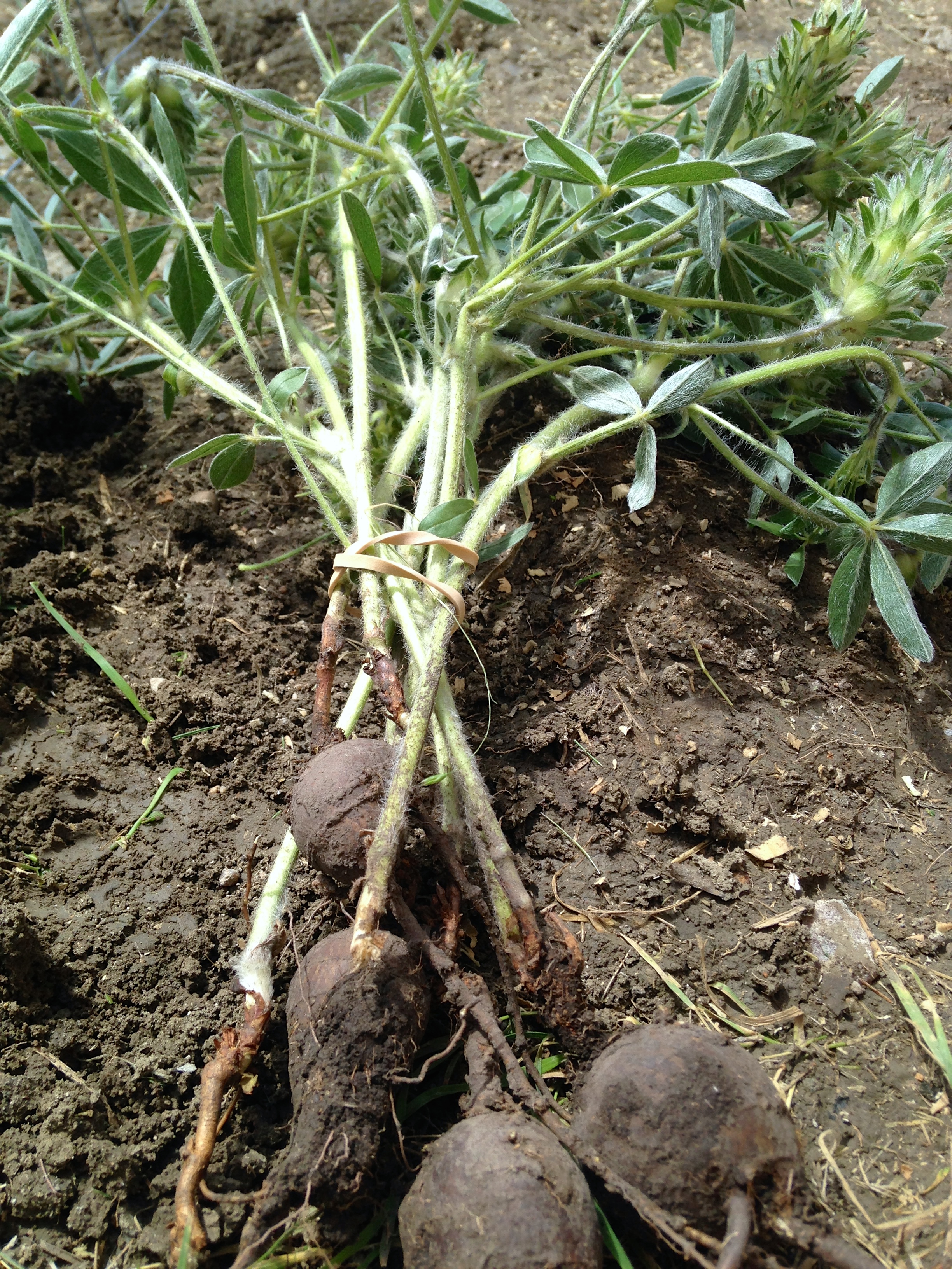 Wild turnips, foraged in La Plant. (June 2014, A.Gross)