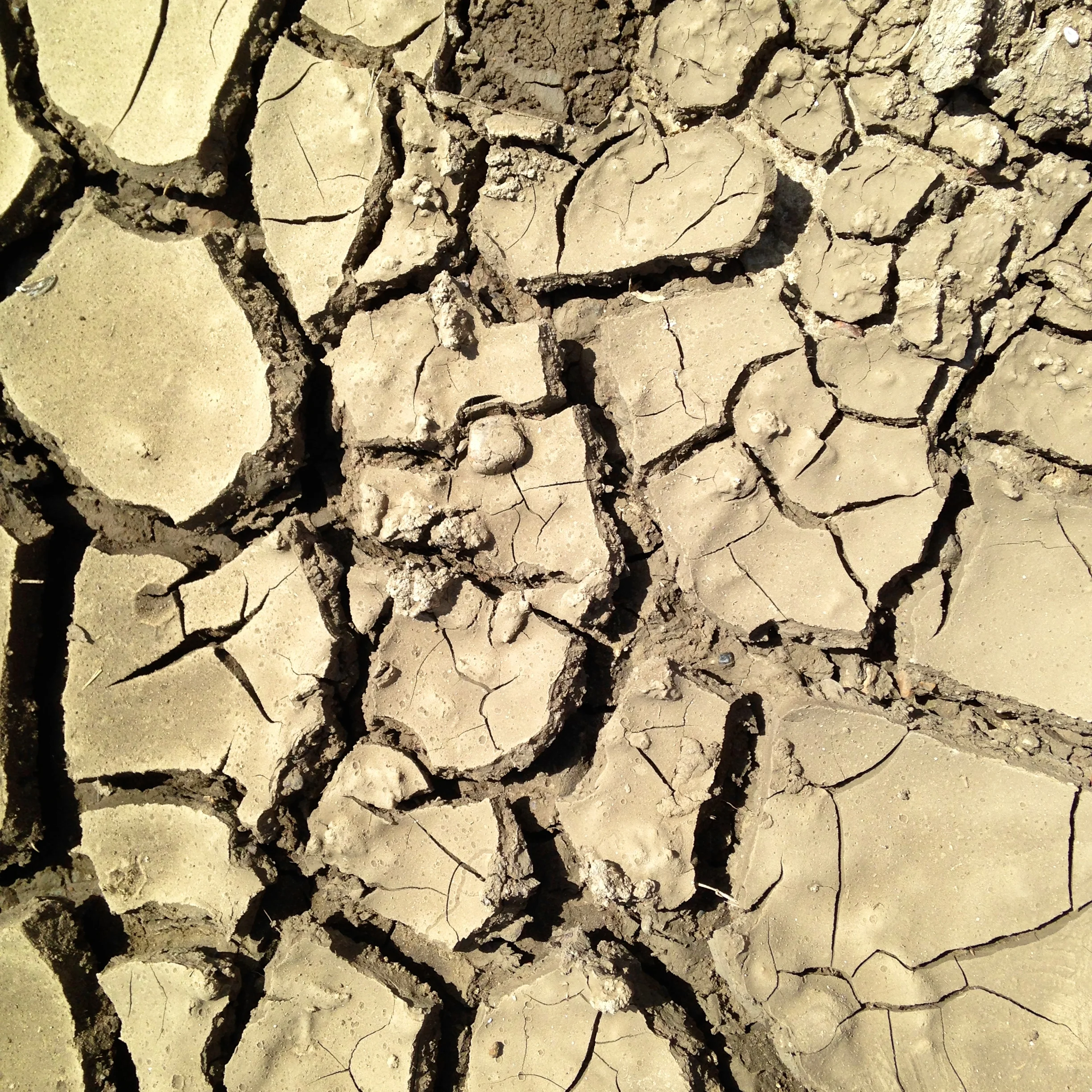 Cracked, gumbo soils of La Plant (A.Gross, May 2014)