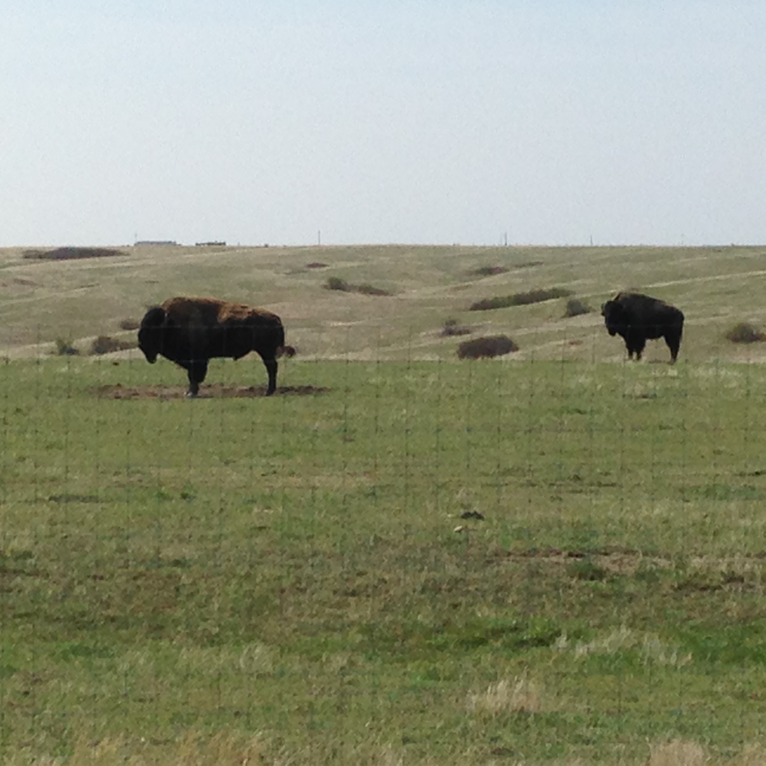 Two buffalo bulls, part of the Tribe's 800-member herd, grazing on grass on the Cheyenne River Reservation (A. Gross, July 2014)