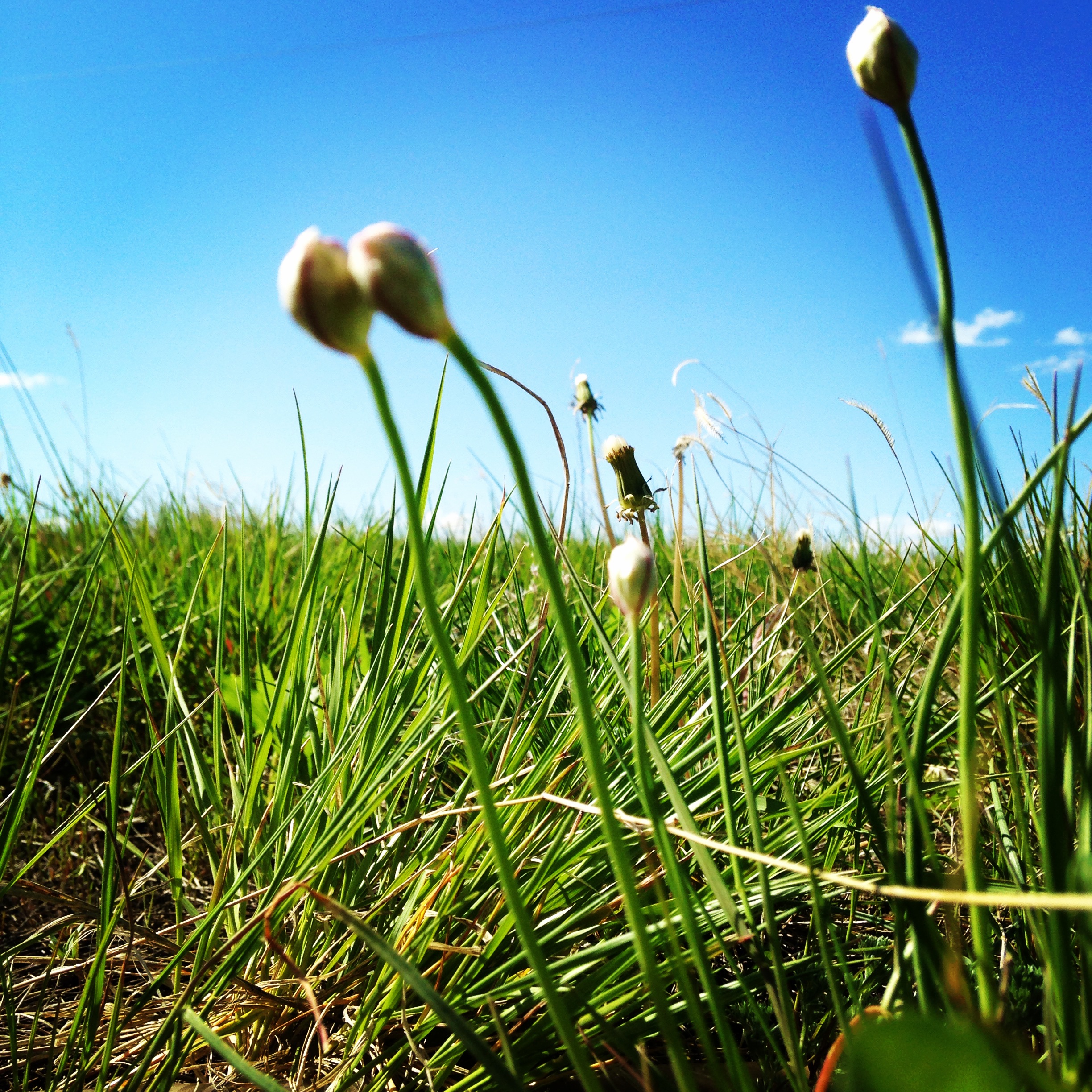 Wild edibles: Wild onions dot the grasslands in La Plant in early June. (A.Gross, June 2014)