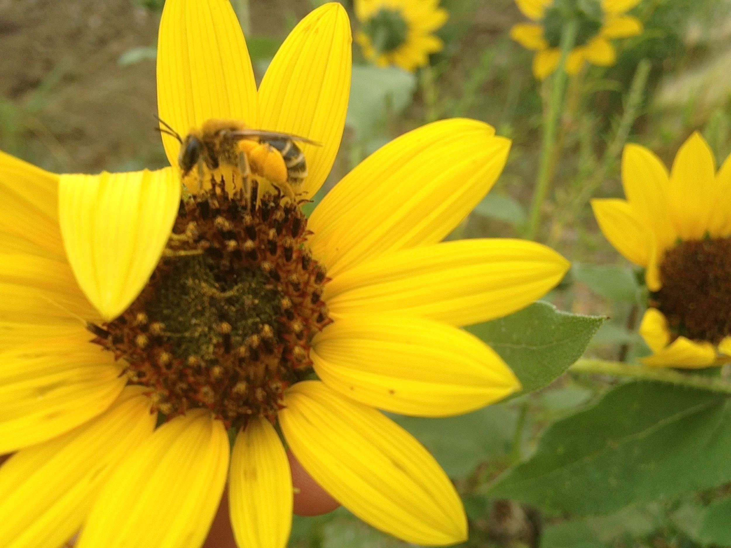 Native pollinators collect pollen on sunflowers in the native flower garden in La Plant (A.Gross, August 2015)