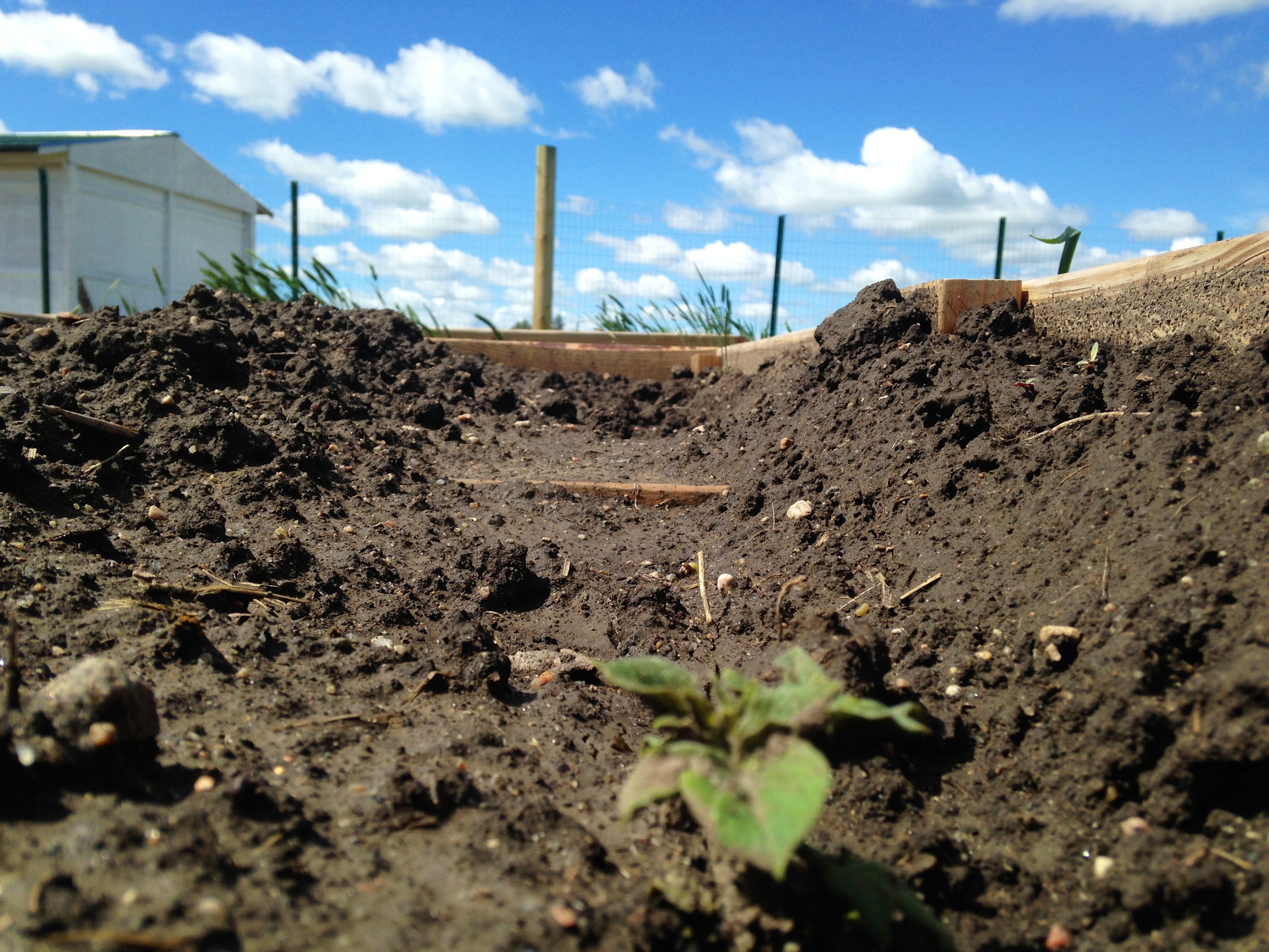 Potatoes sprout in raised beds La Plant garden. (A. Gross, June 2014)