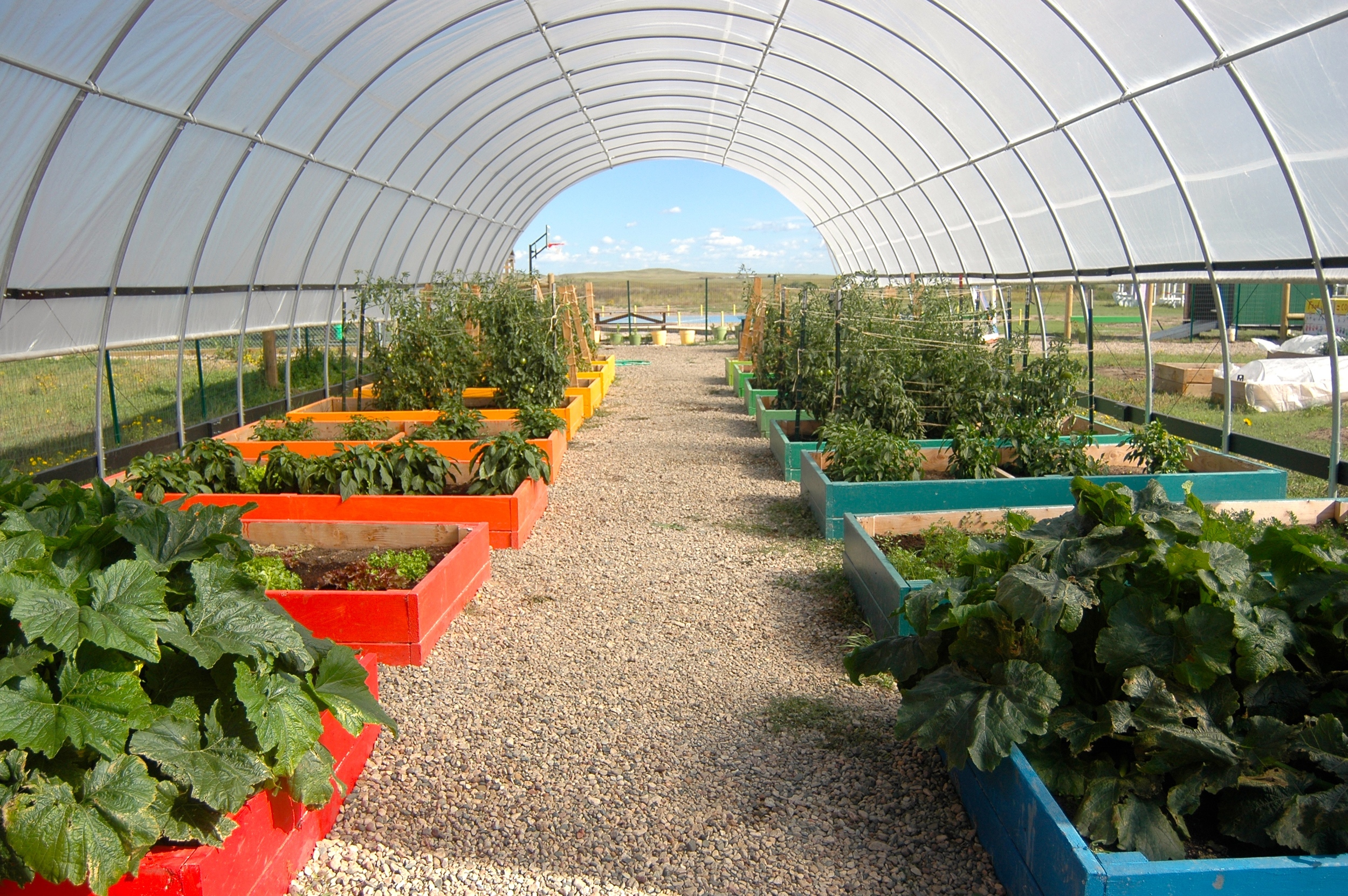 The peak of harvest: The high tunnel, in full bloom, as part of the La Plant Grows Its Own Food! initiative (A.Gross, August 2014)