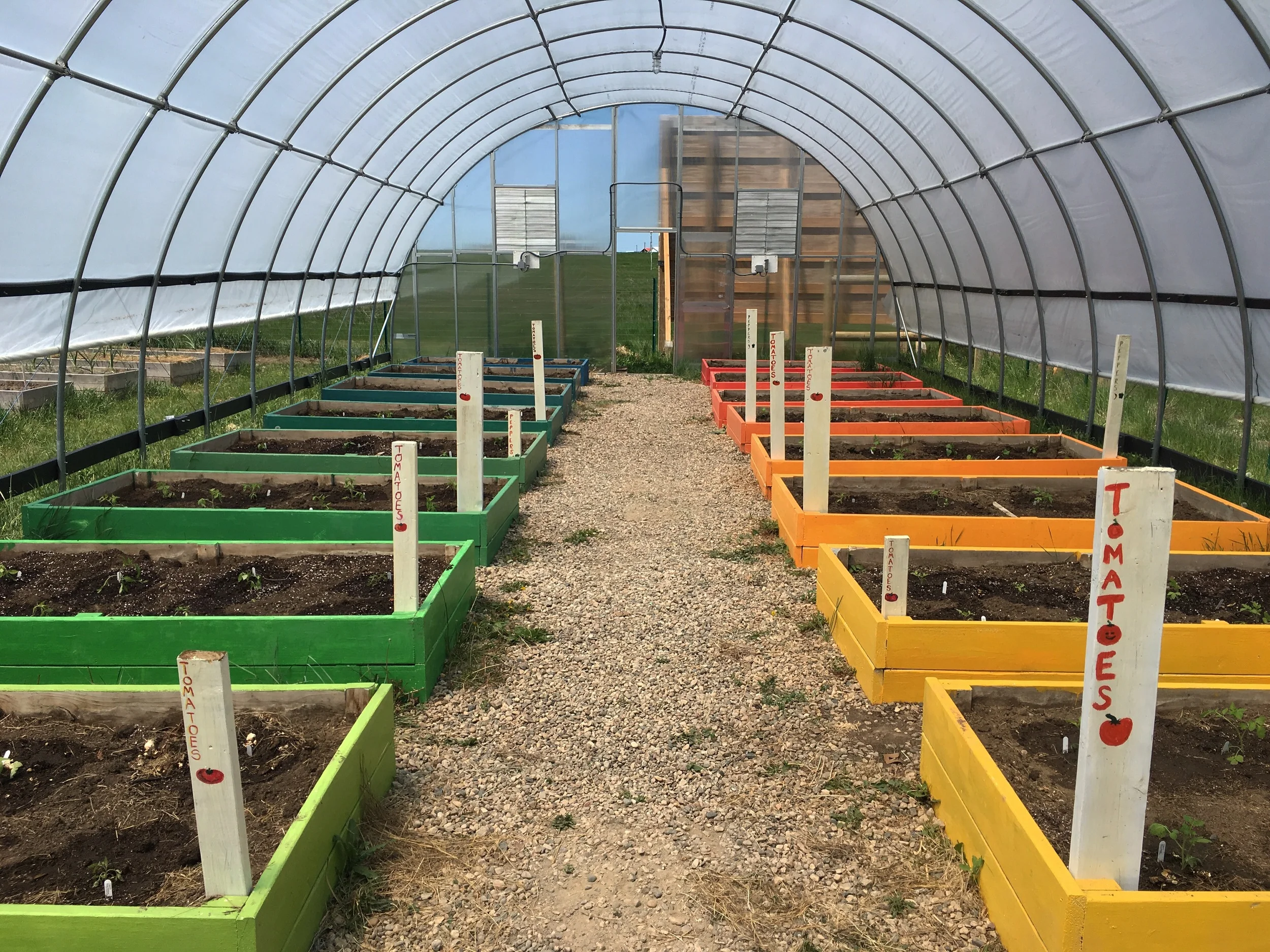 Tomatoes & pepper transplants find a cheerful home in the greenhouse for the 2016 growing season (A.Gross, May 2016)