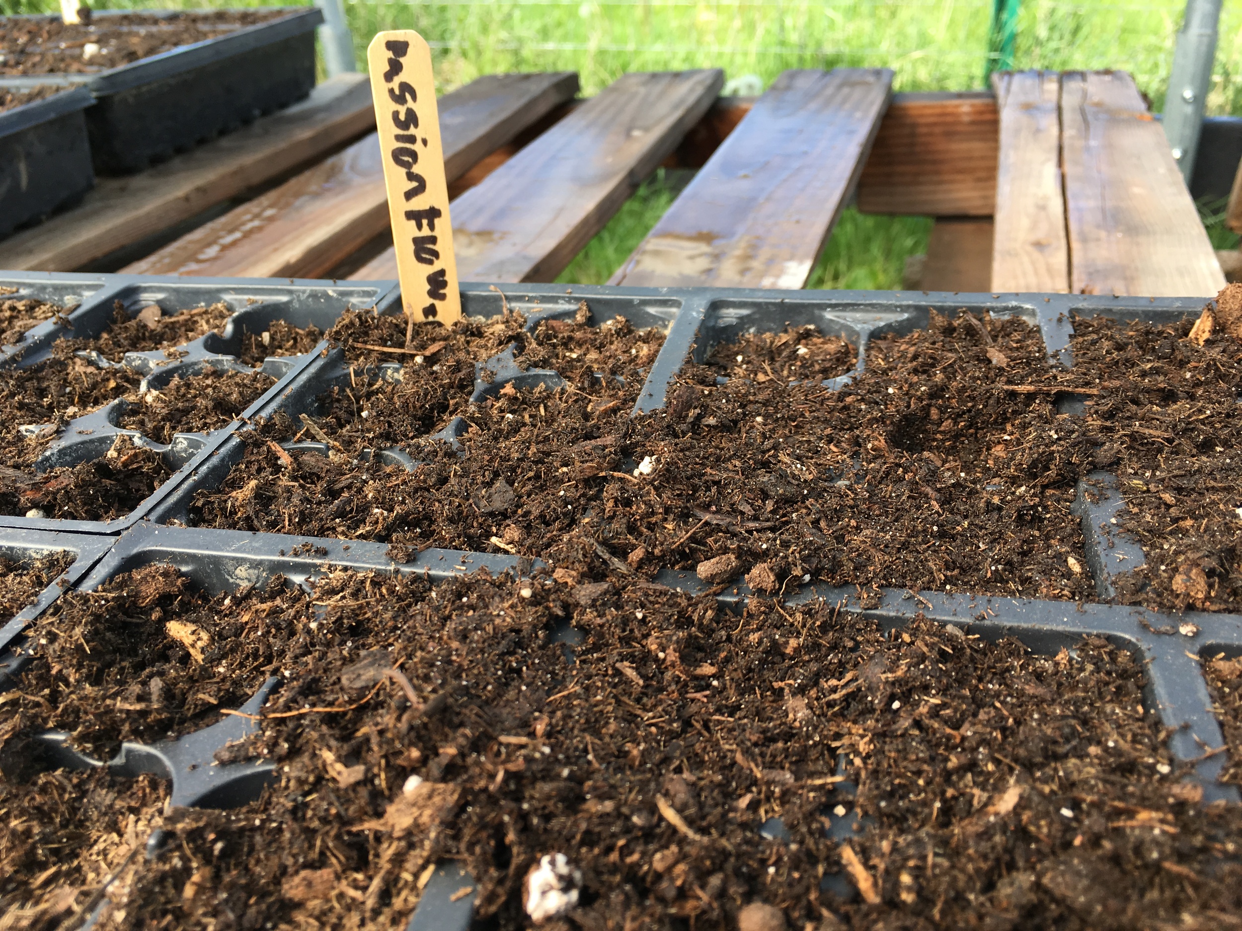Kids sow their own seeds! A bit of experimentation with passionflower seeds at Garden Class. (A.Gross, May 2016)