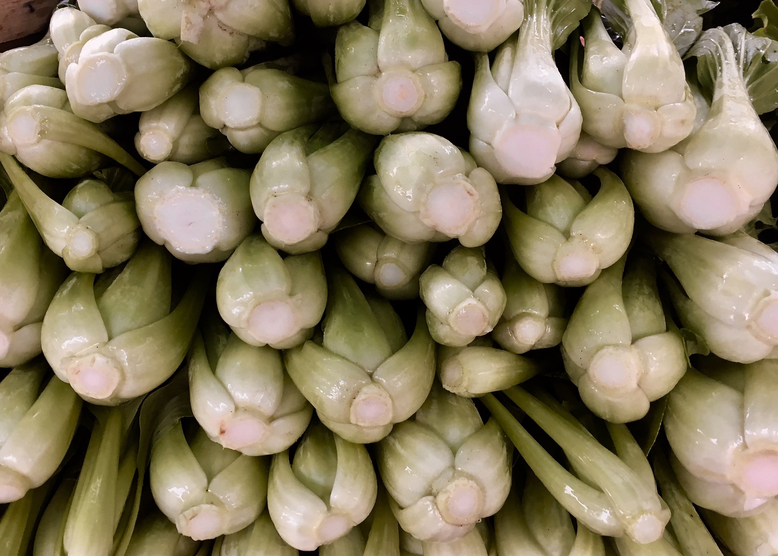 Bok choi, July 2017 (A.Gross)