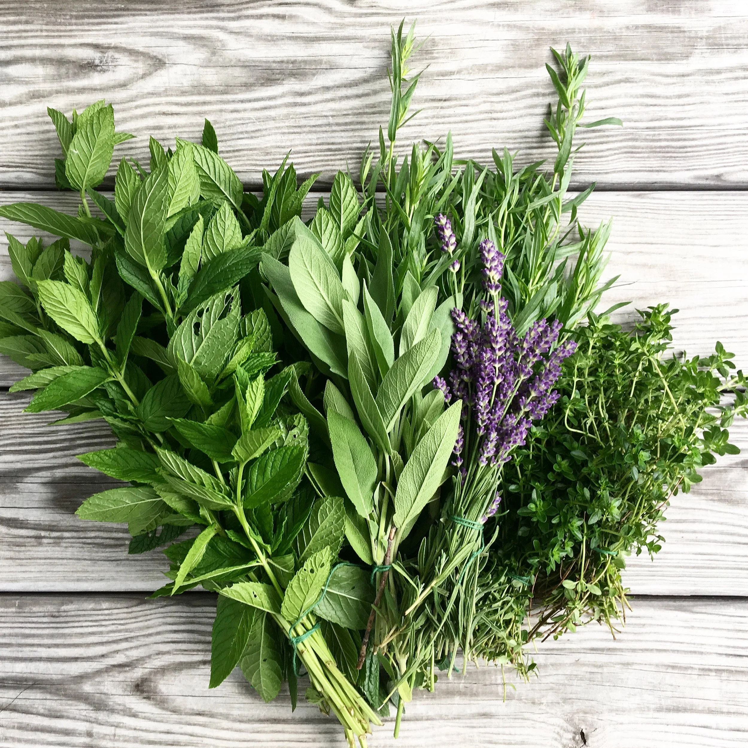 Bunched herbs, June 2017 (A.Gross)