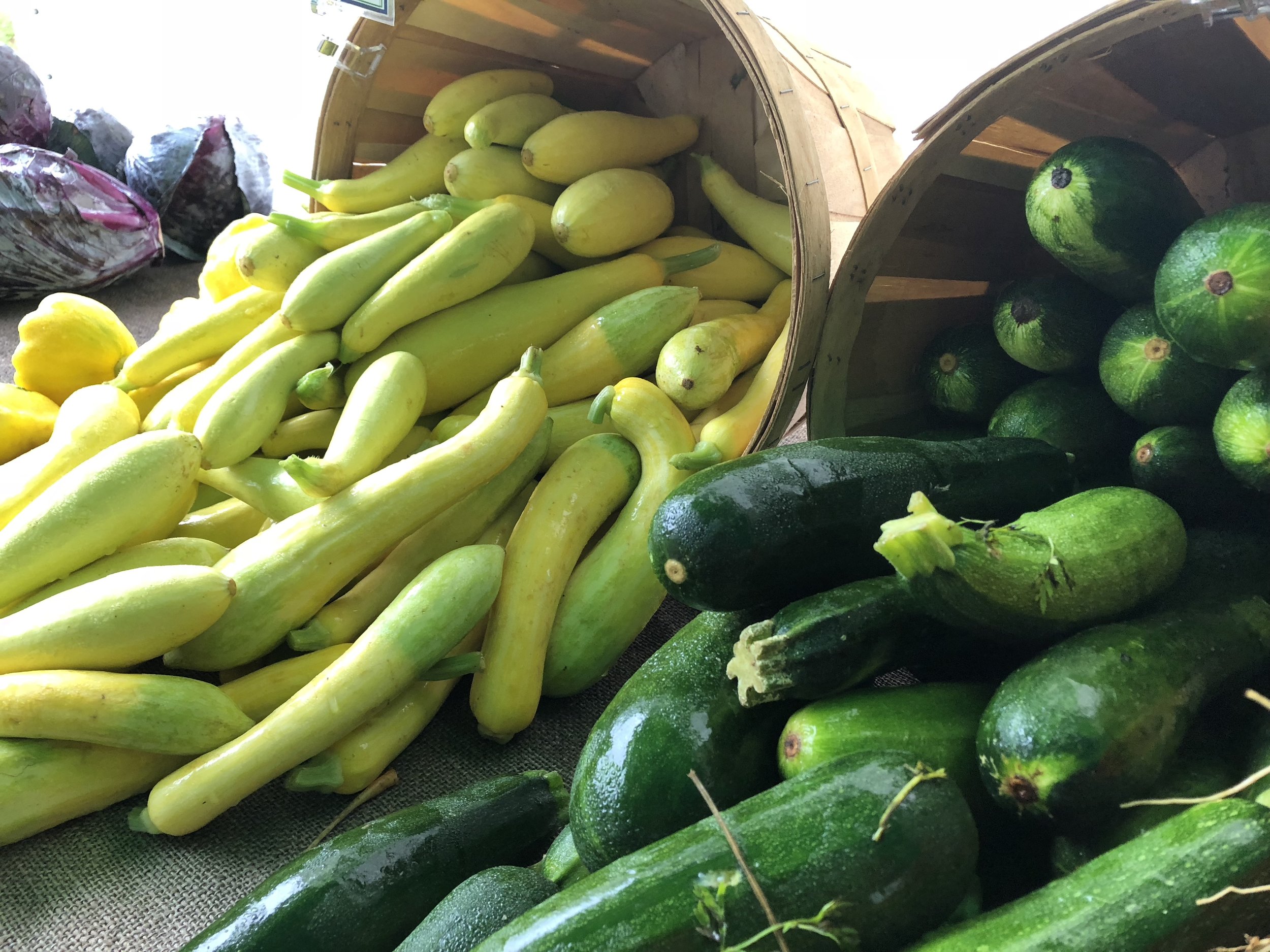 Summer squash & zucchini! (A. Gross, July 2018)