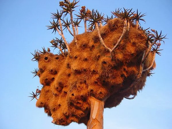 Sociable Weaver - Birds