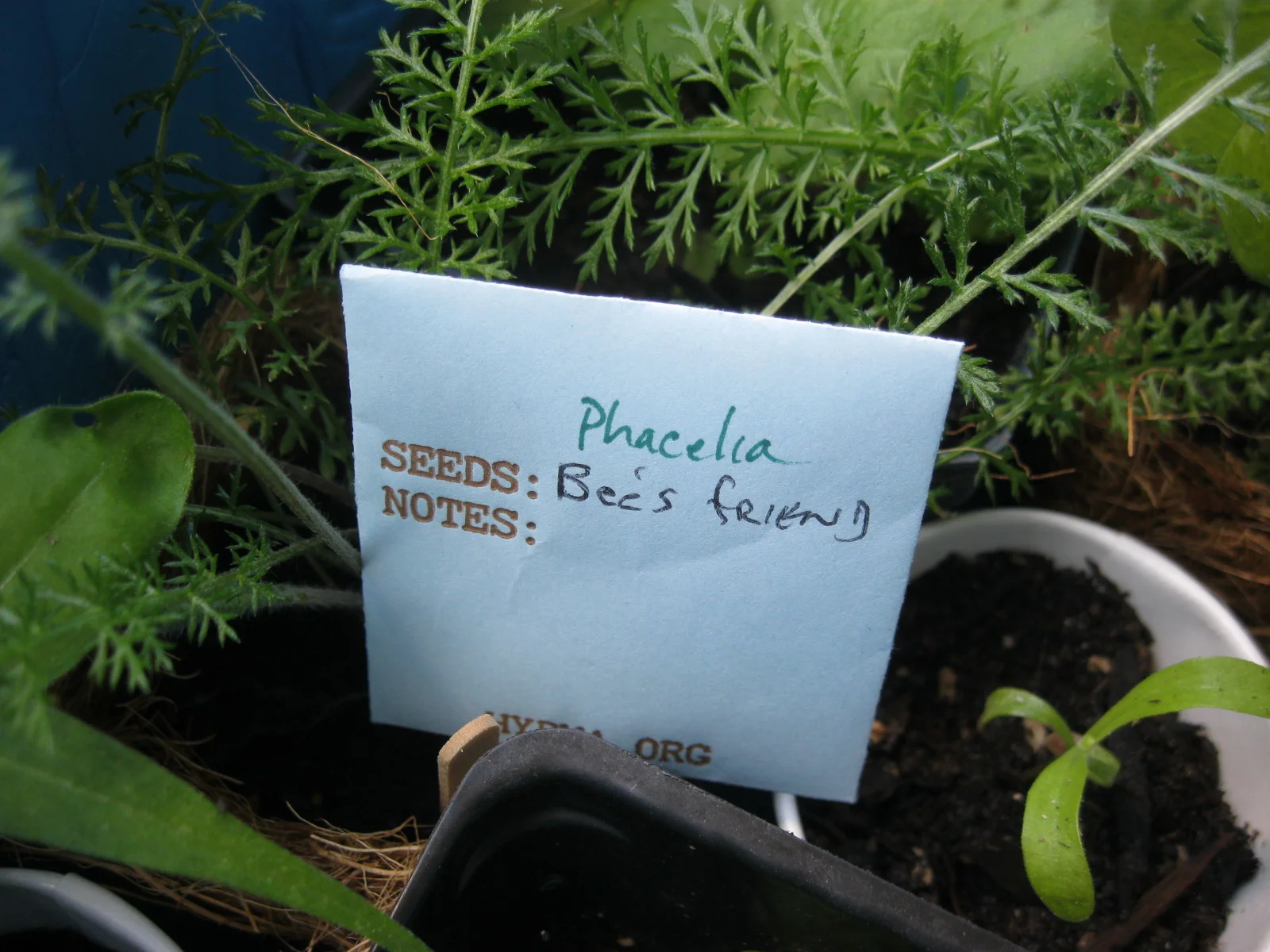 A seed packet of Phacelia, a favorite plant of bees.