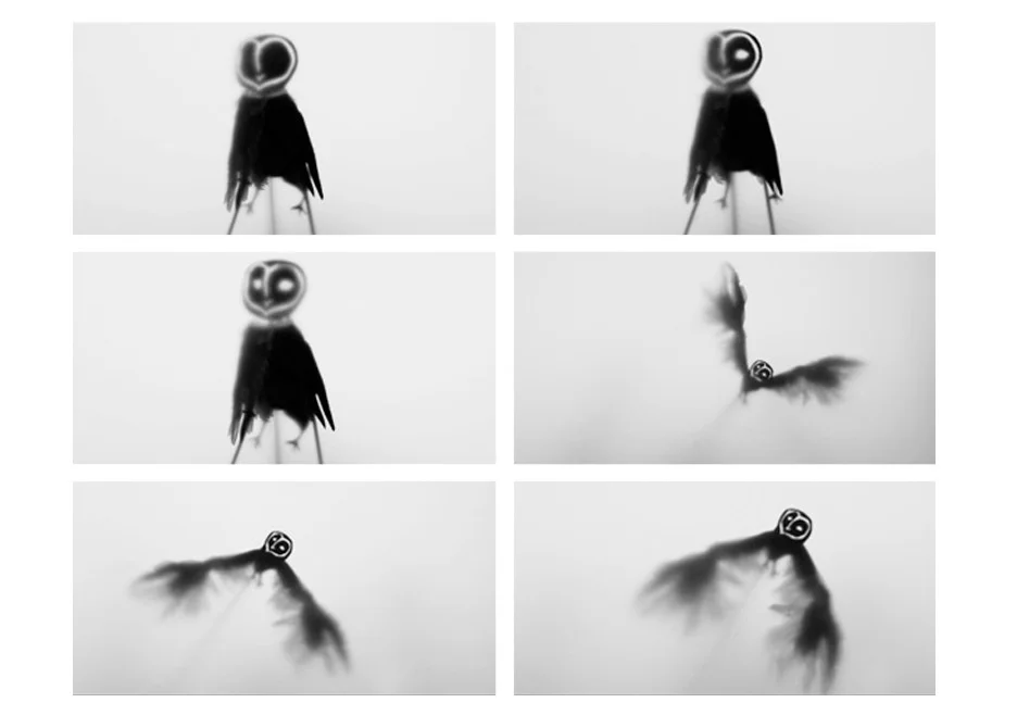 LaurenIndovina_GapBWShadowPuppet4.jpg