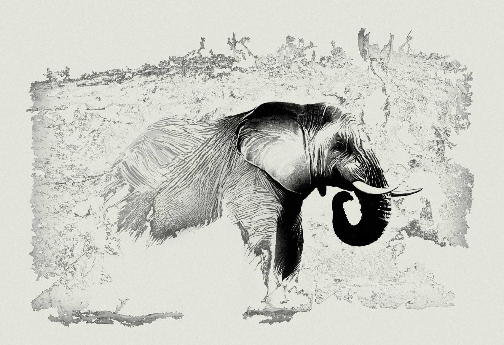 Elephant III