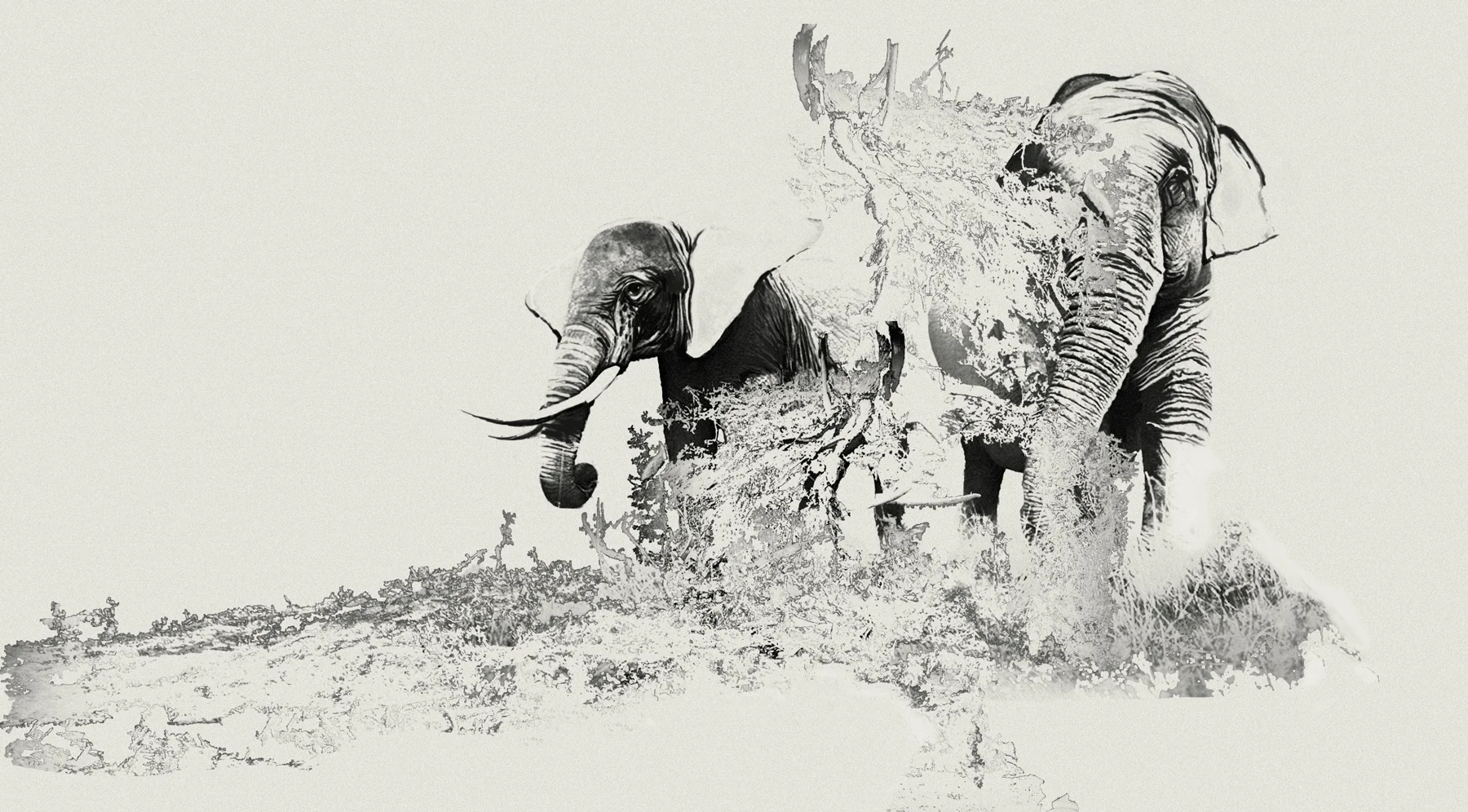 Elephant IV