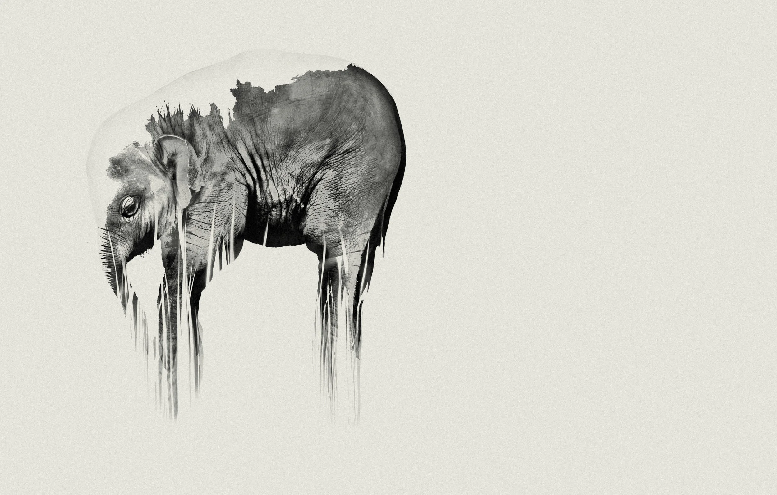 Elephant I