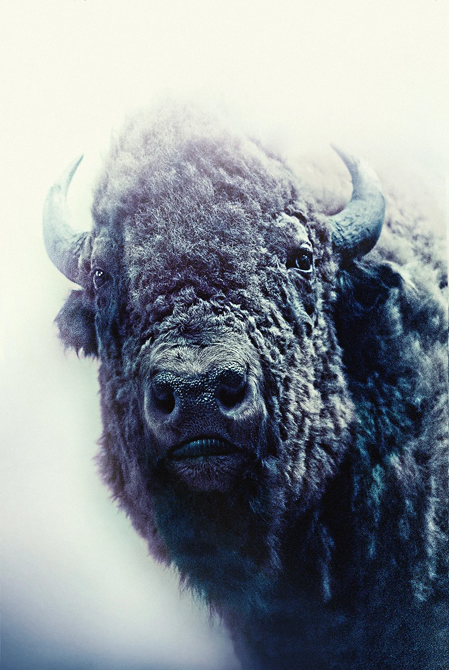 "Bison"