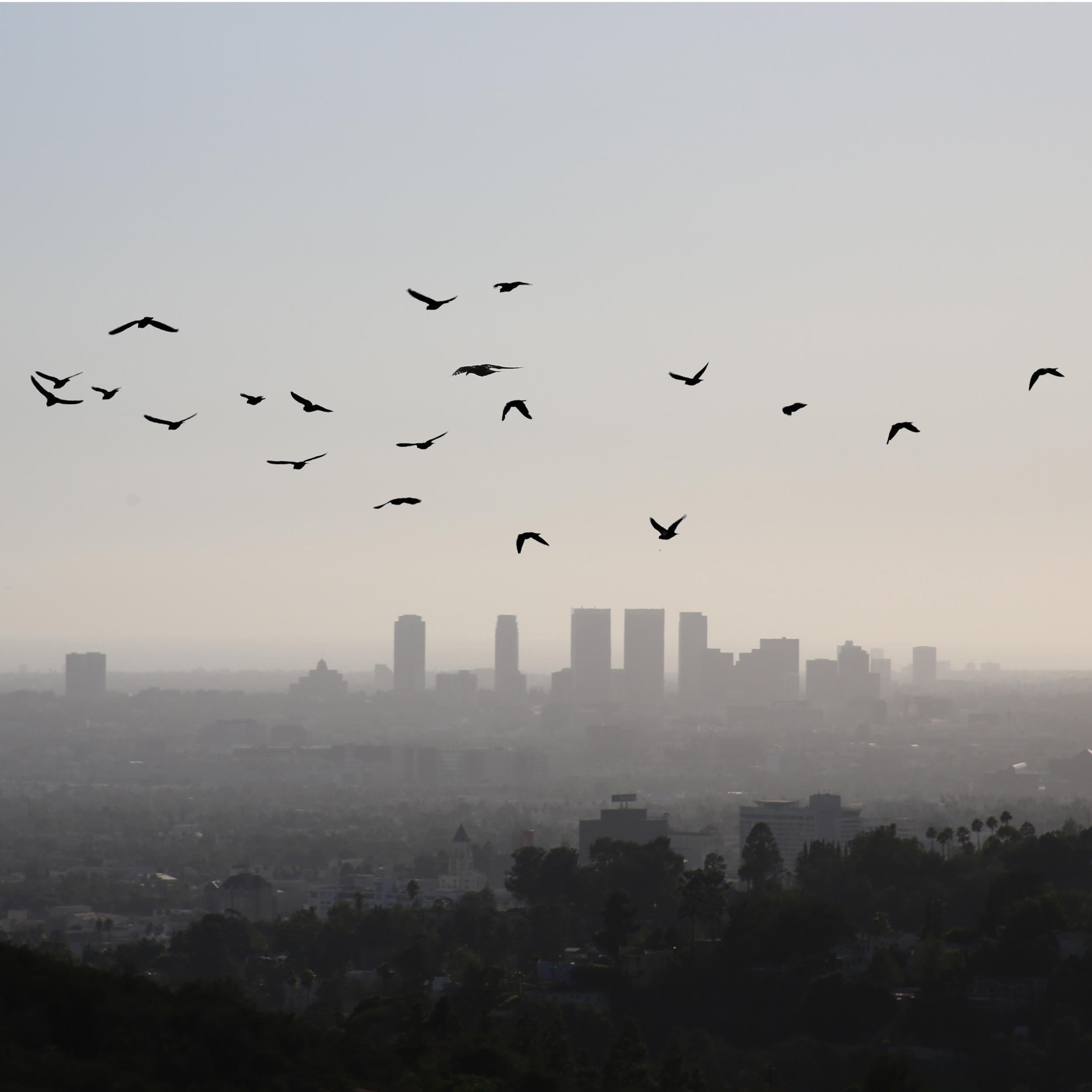 DTLABIRDS.jpg