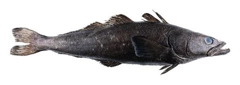 What's in a name? Patagonian Toothfish or Chilean Seabass?