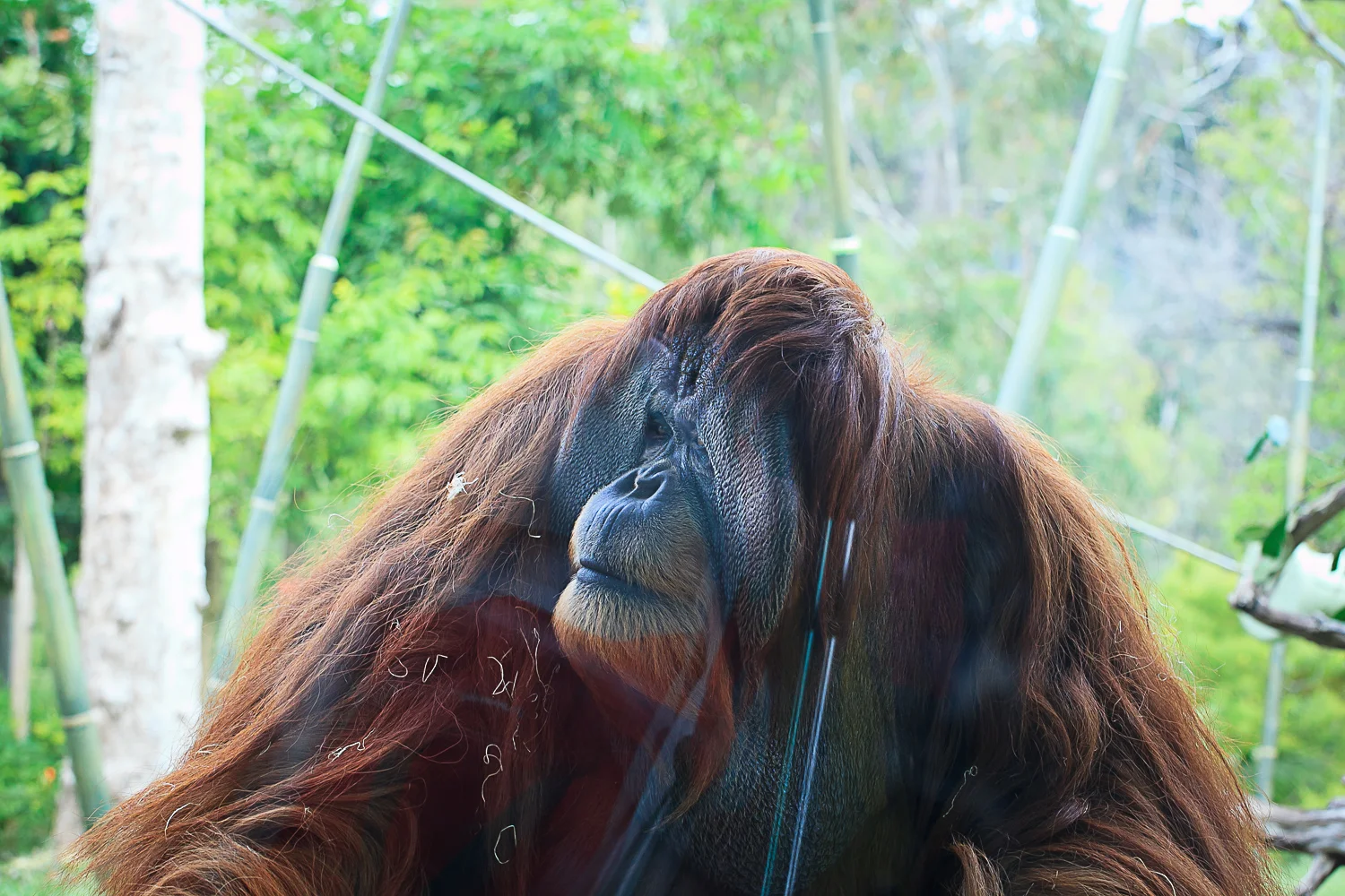 Zoo (48 of 76).jpg
