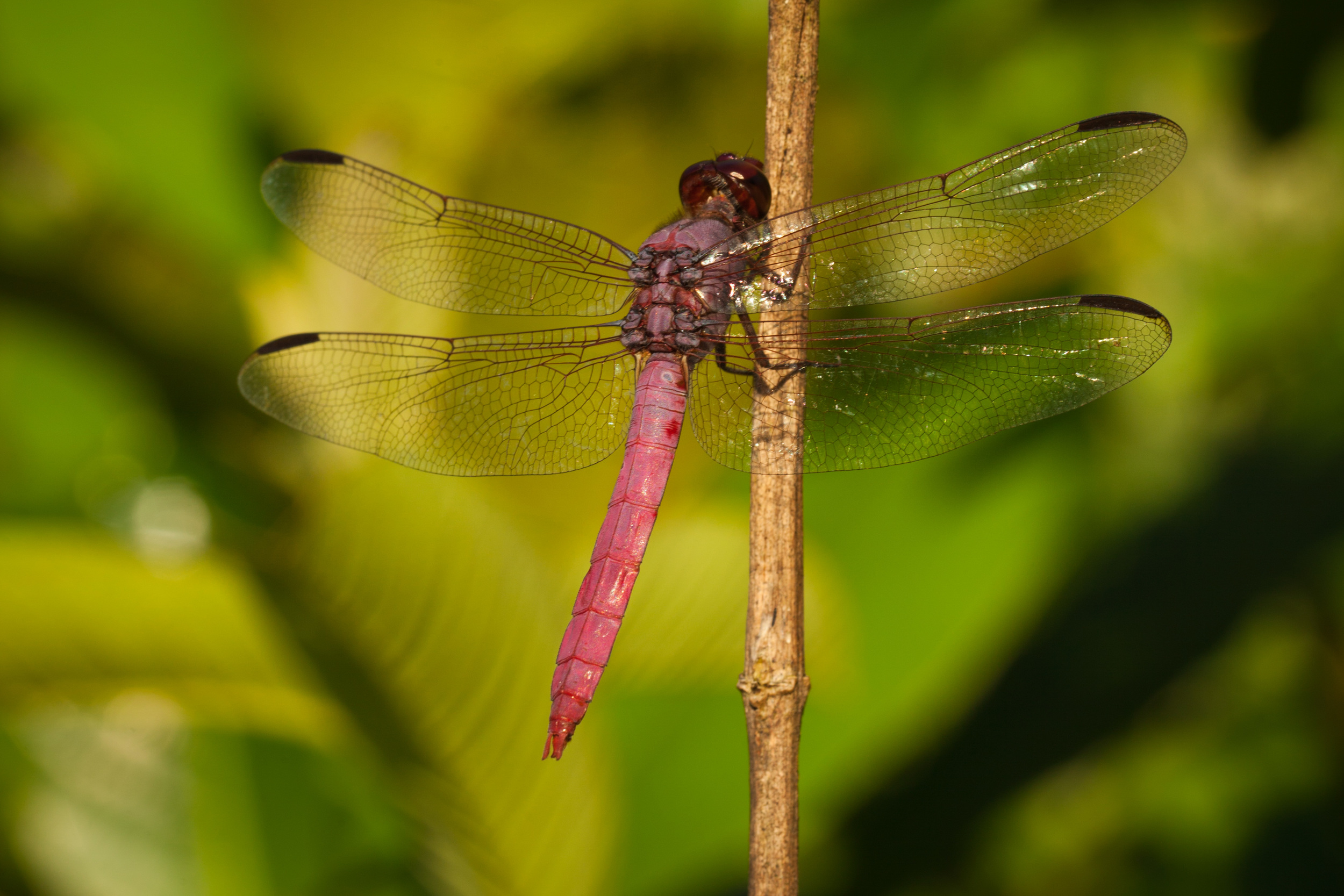 ArmenZohrabian_Dragonfly_Molokai_Hi.jpg