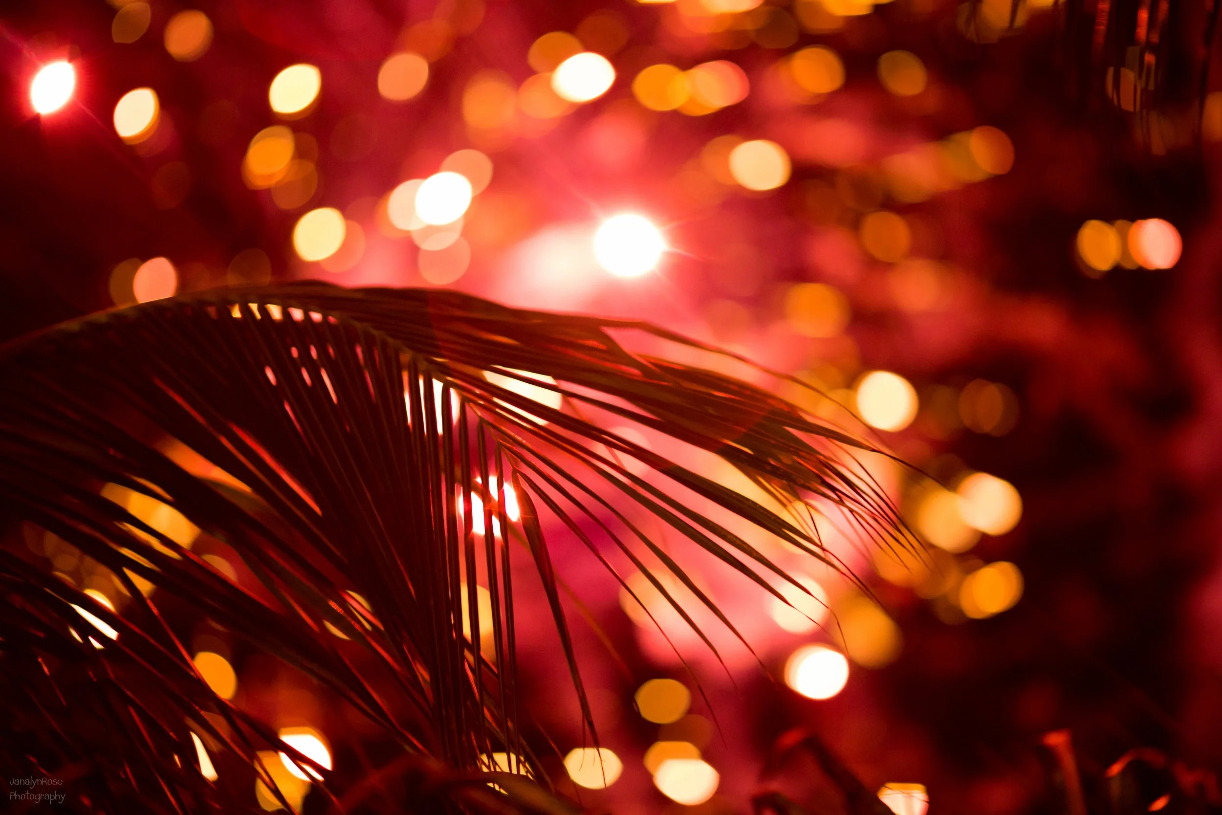 CRISTINA-MATT-WEDDING 100-WEB-648.JPG