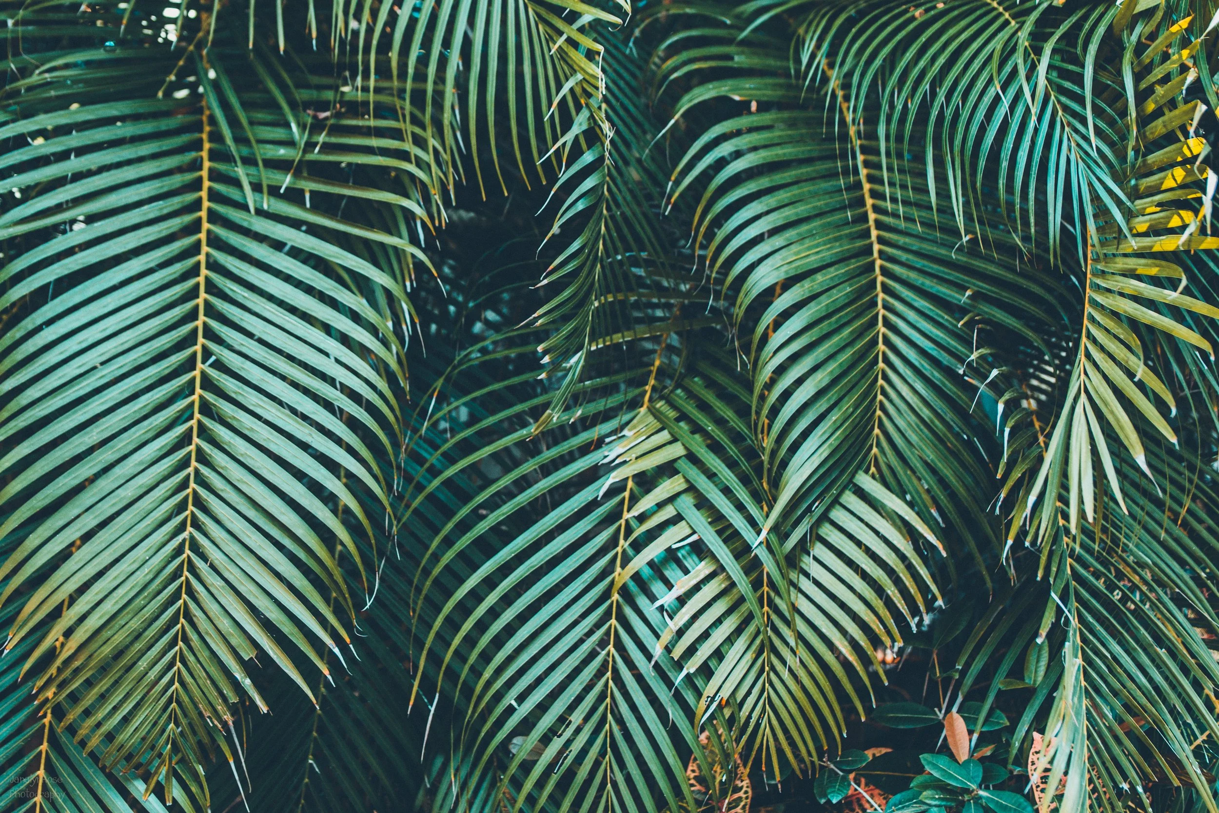 CRISTINA-MATT-WEDDING 100-WEB-19.JPG