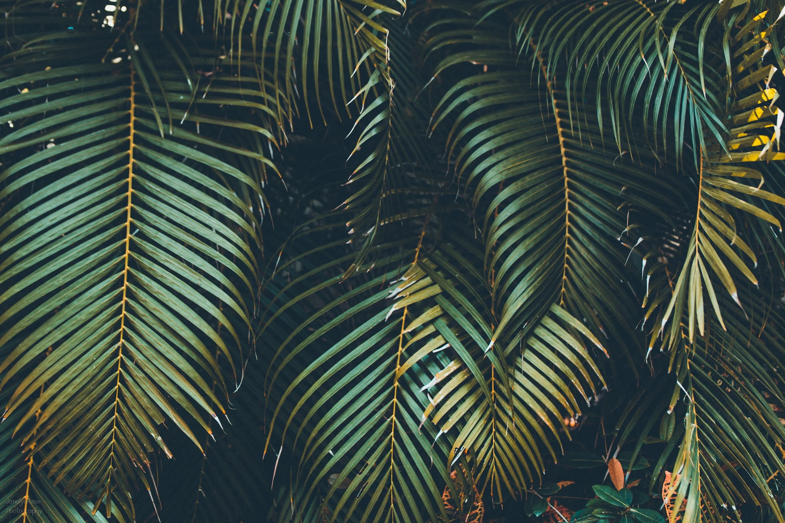 CRISTINA-MATT-WEDDING 100-WEB-20.JPG