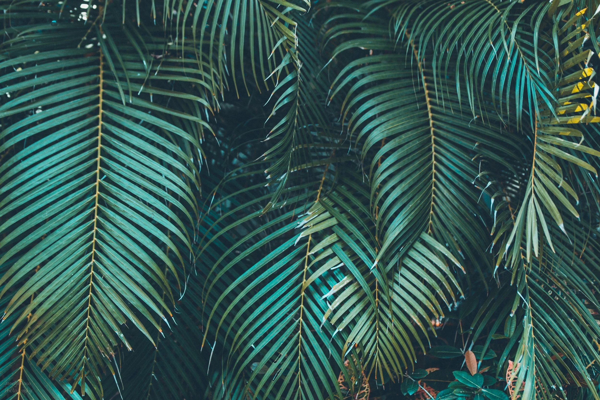 CRISTINA-MATT-WEDDING 100-WEB-21.JPG