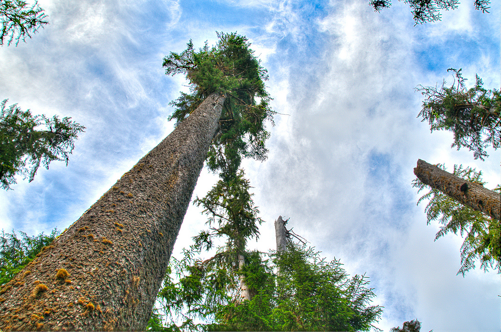 tall tree 2.jpeg