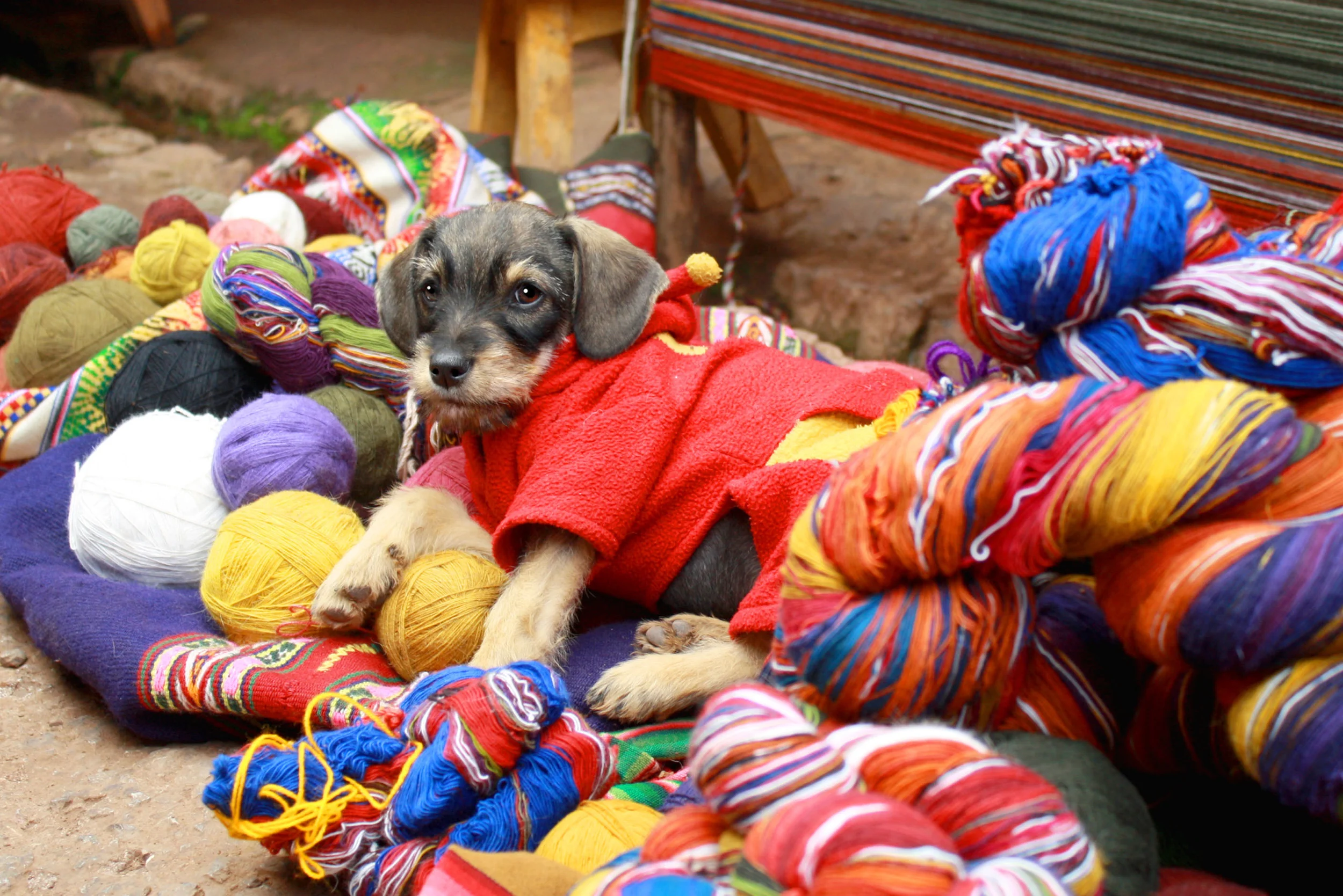 Incan Pup