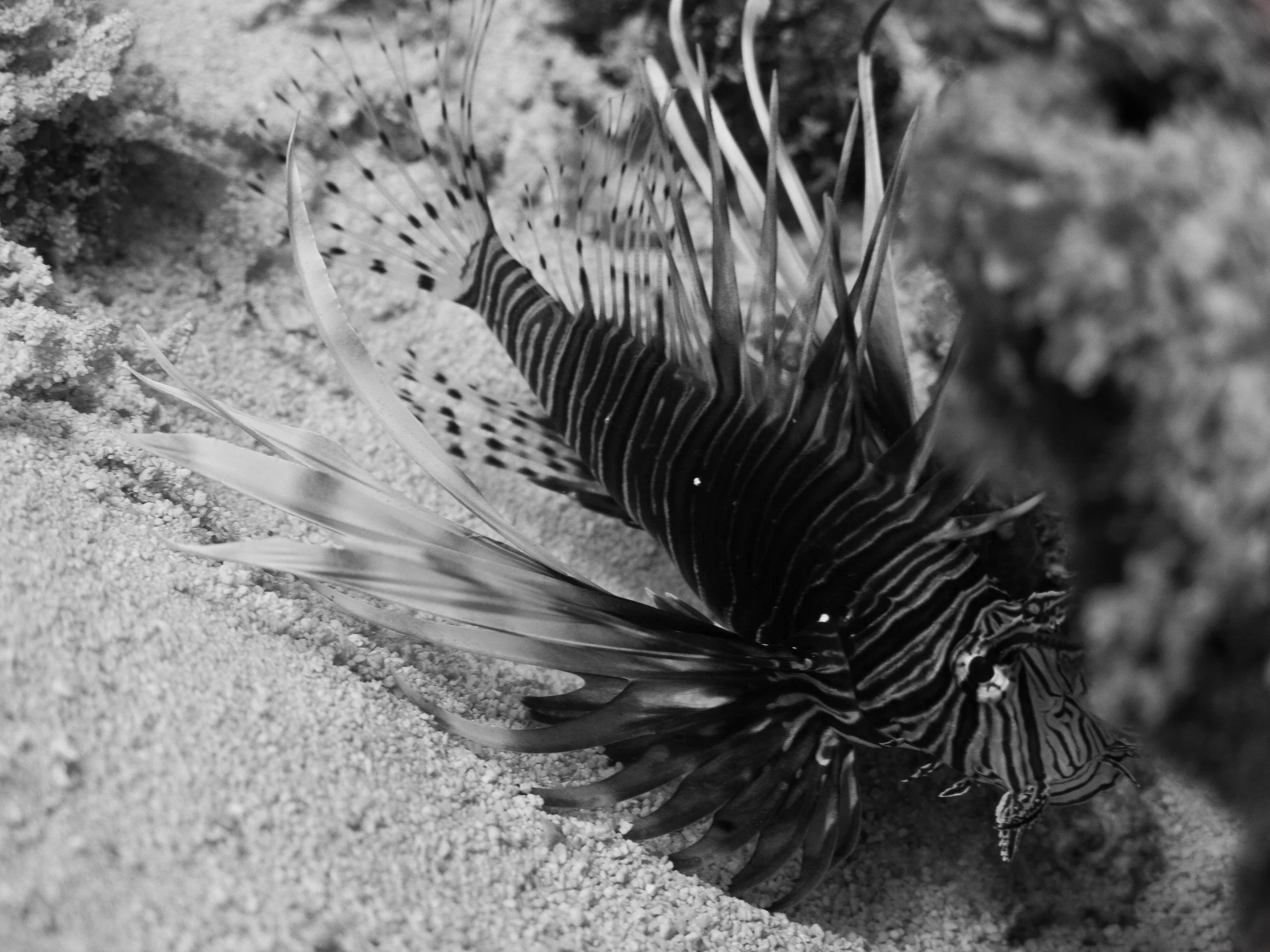 Lionfish