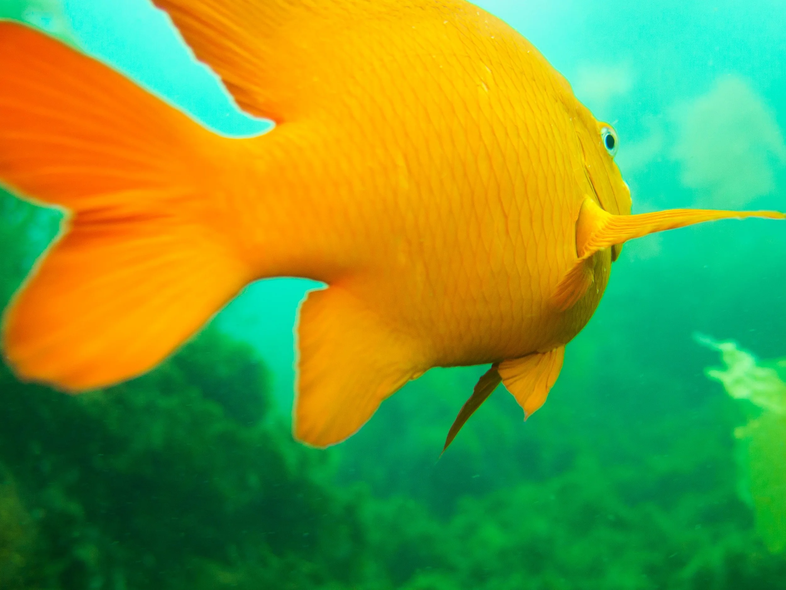 Garibaldi