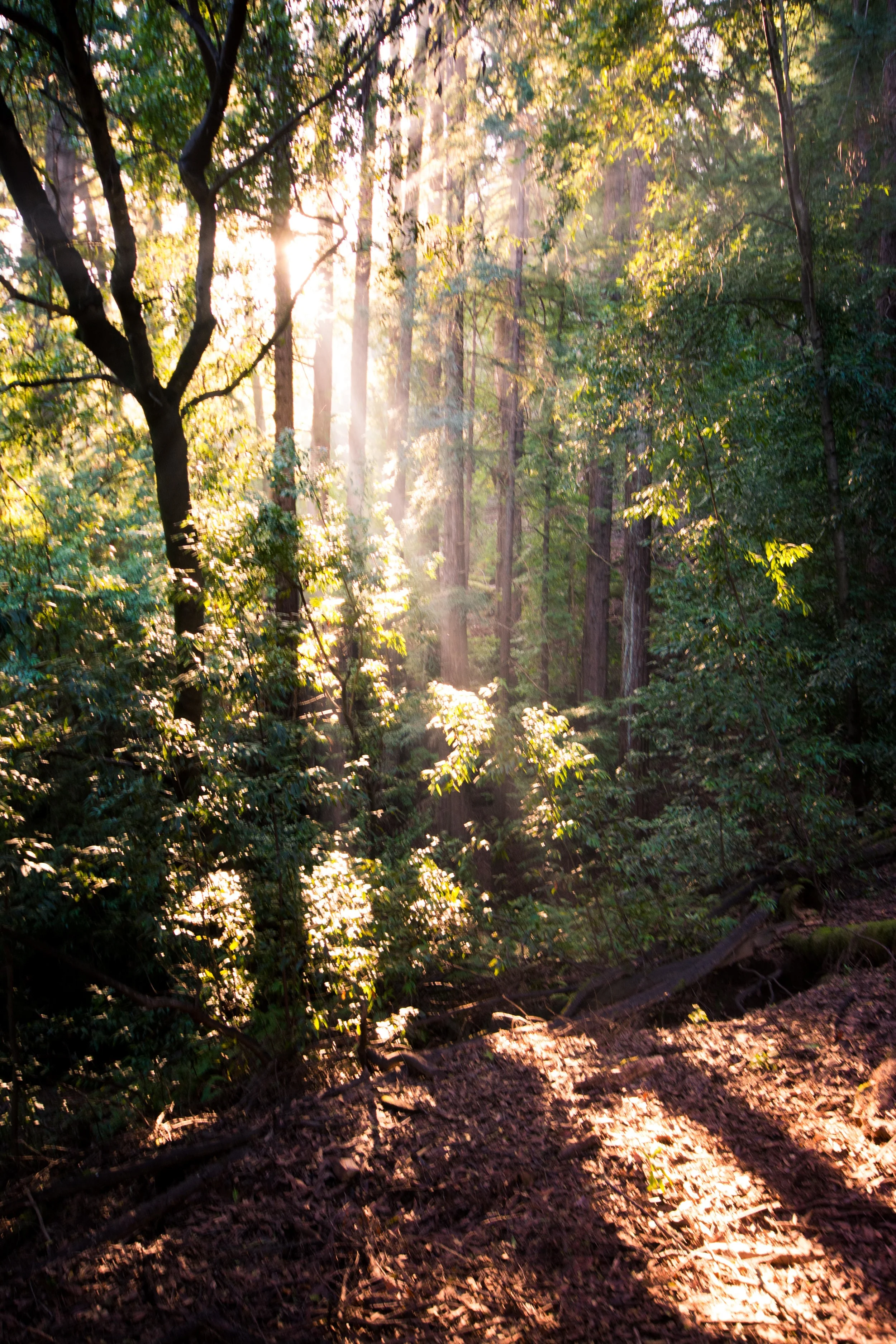 Northern California
