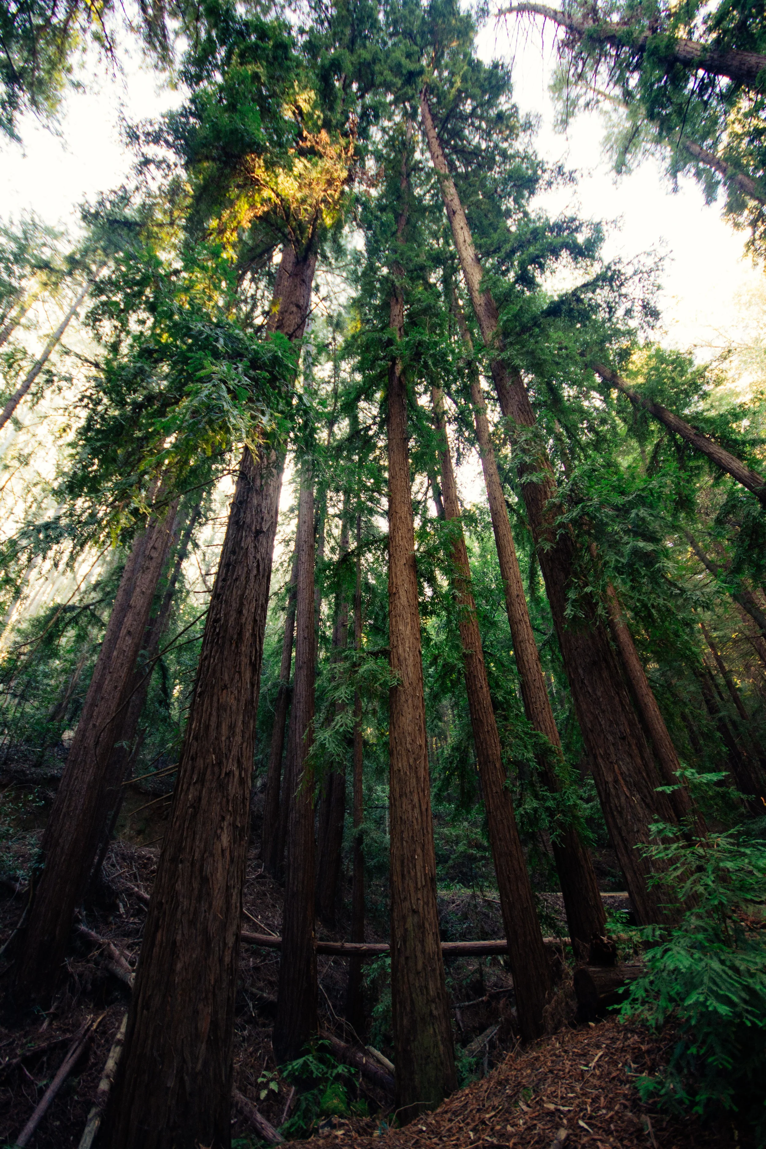 Northern California