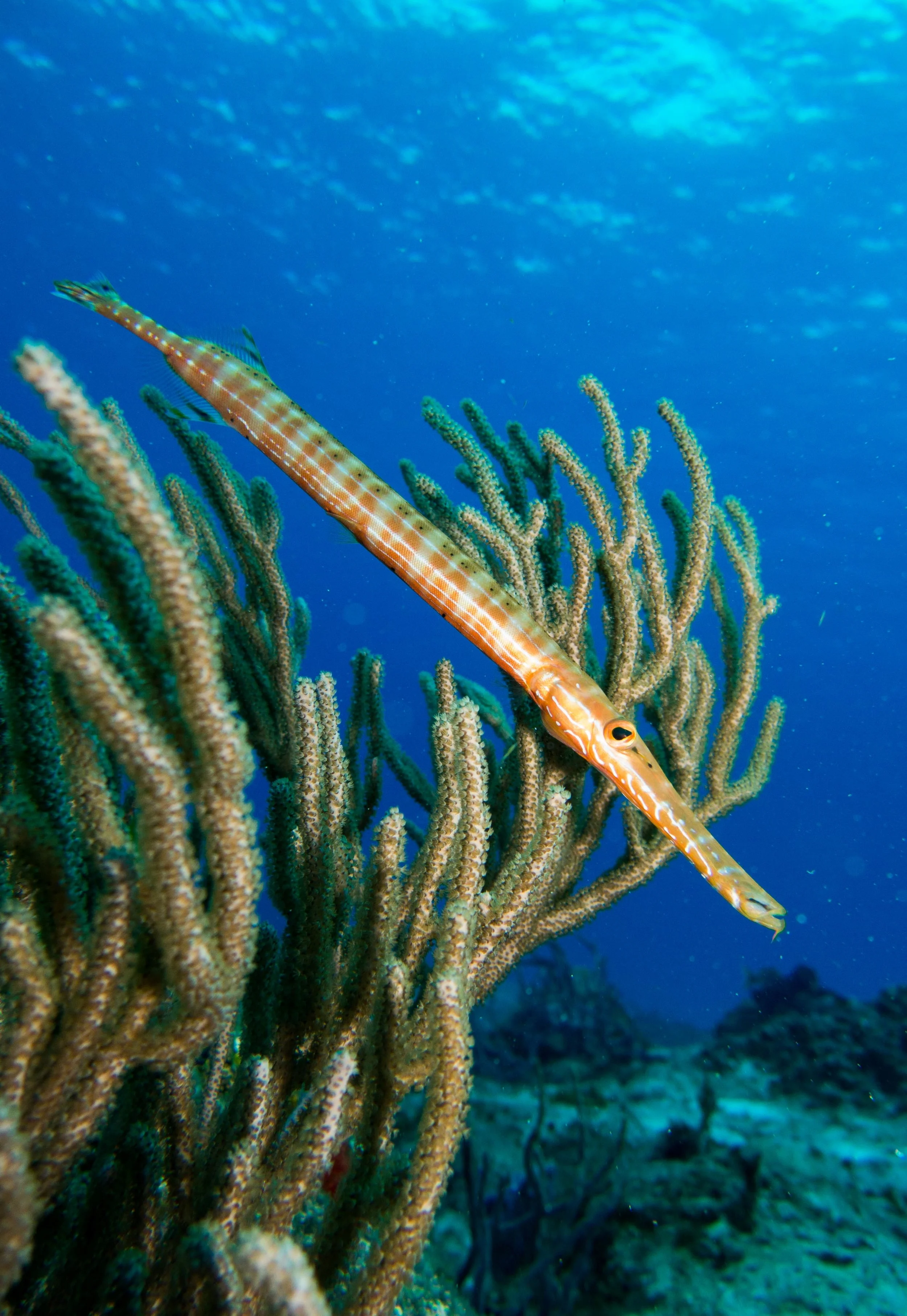 Trumpetfish