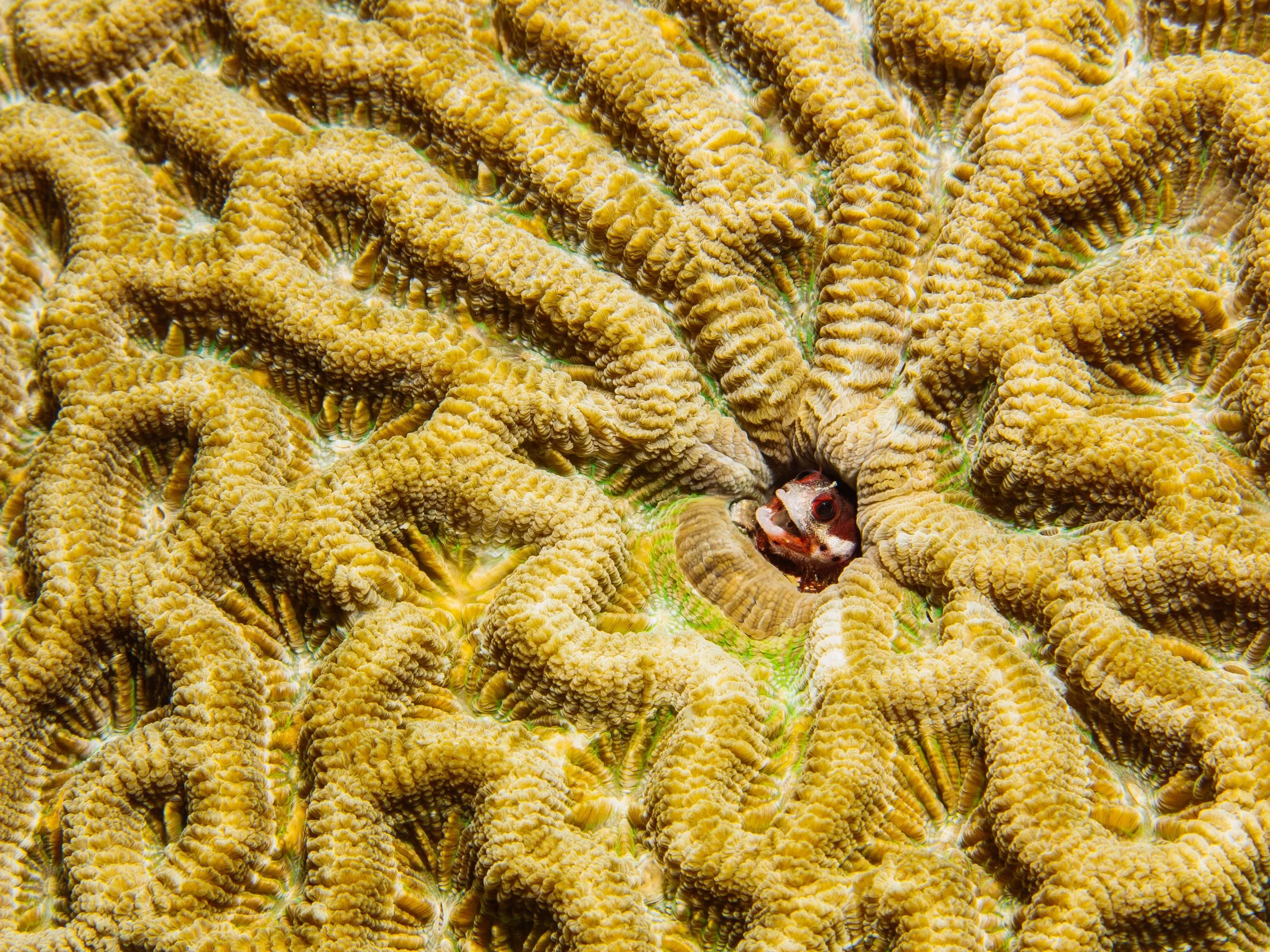 Roughhead blenny