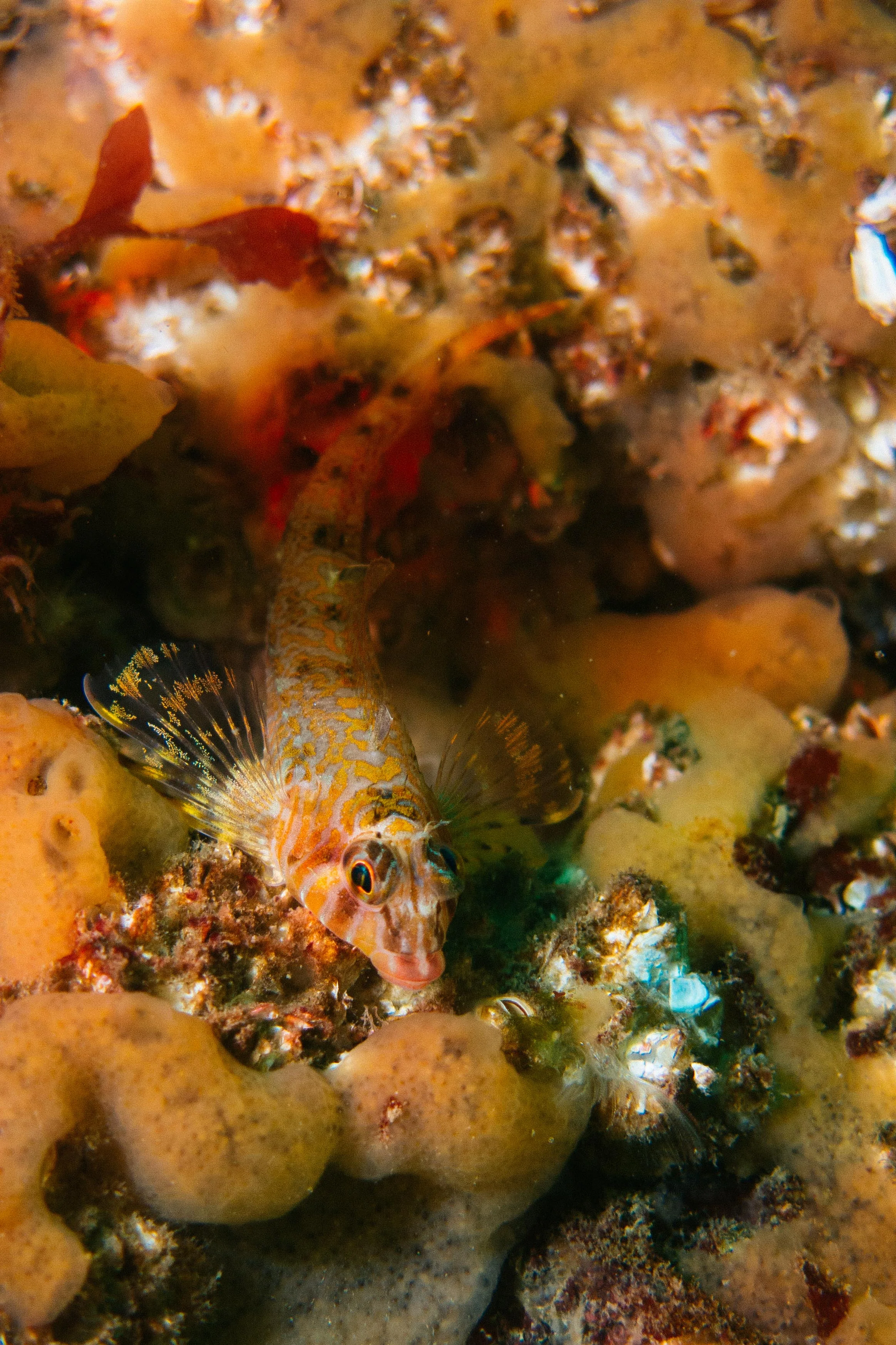 A species of Sculpin off of Friday Harbor Labs in Friday Harbor, WA.
