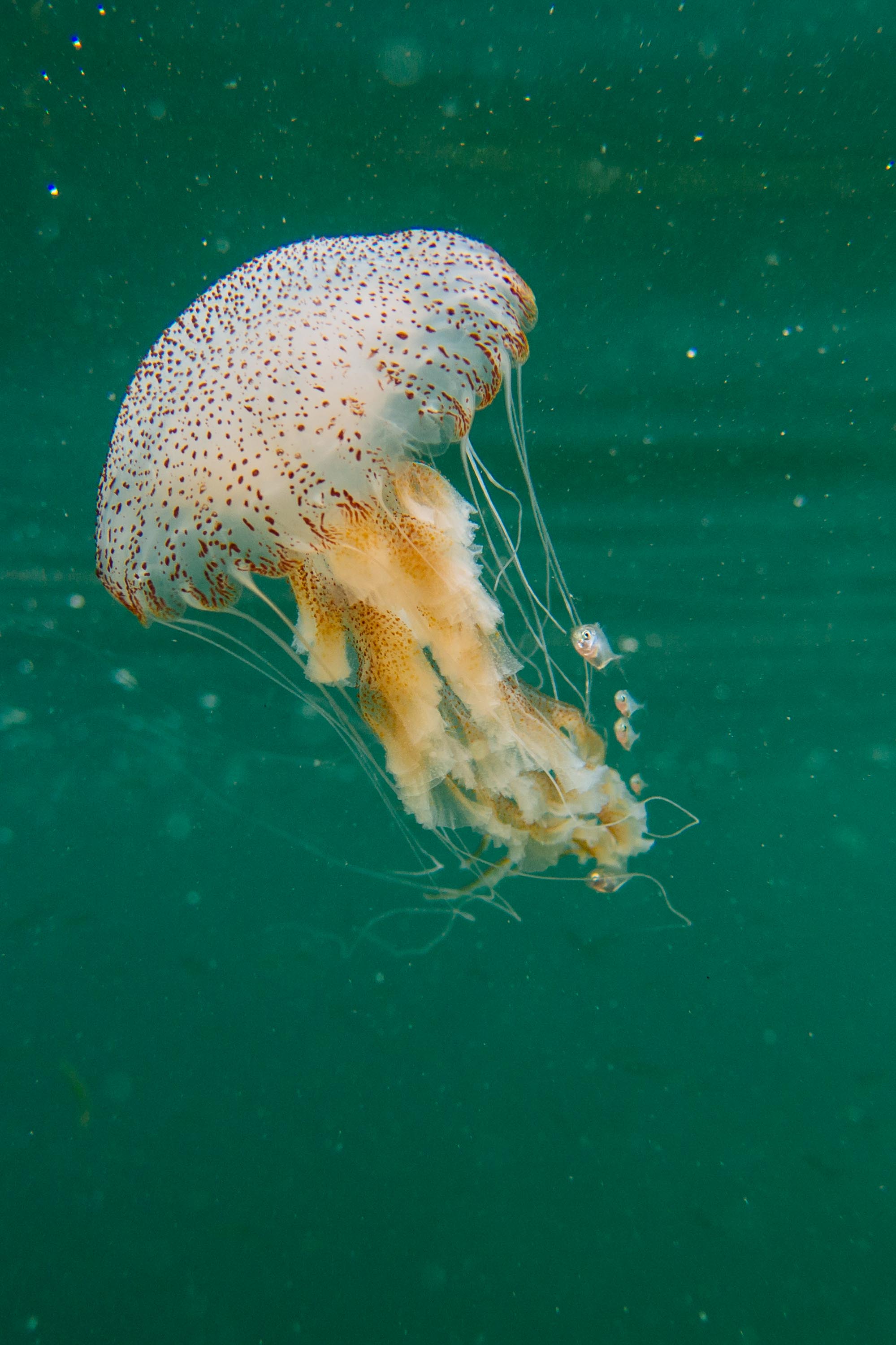 underwater-1.jpg