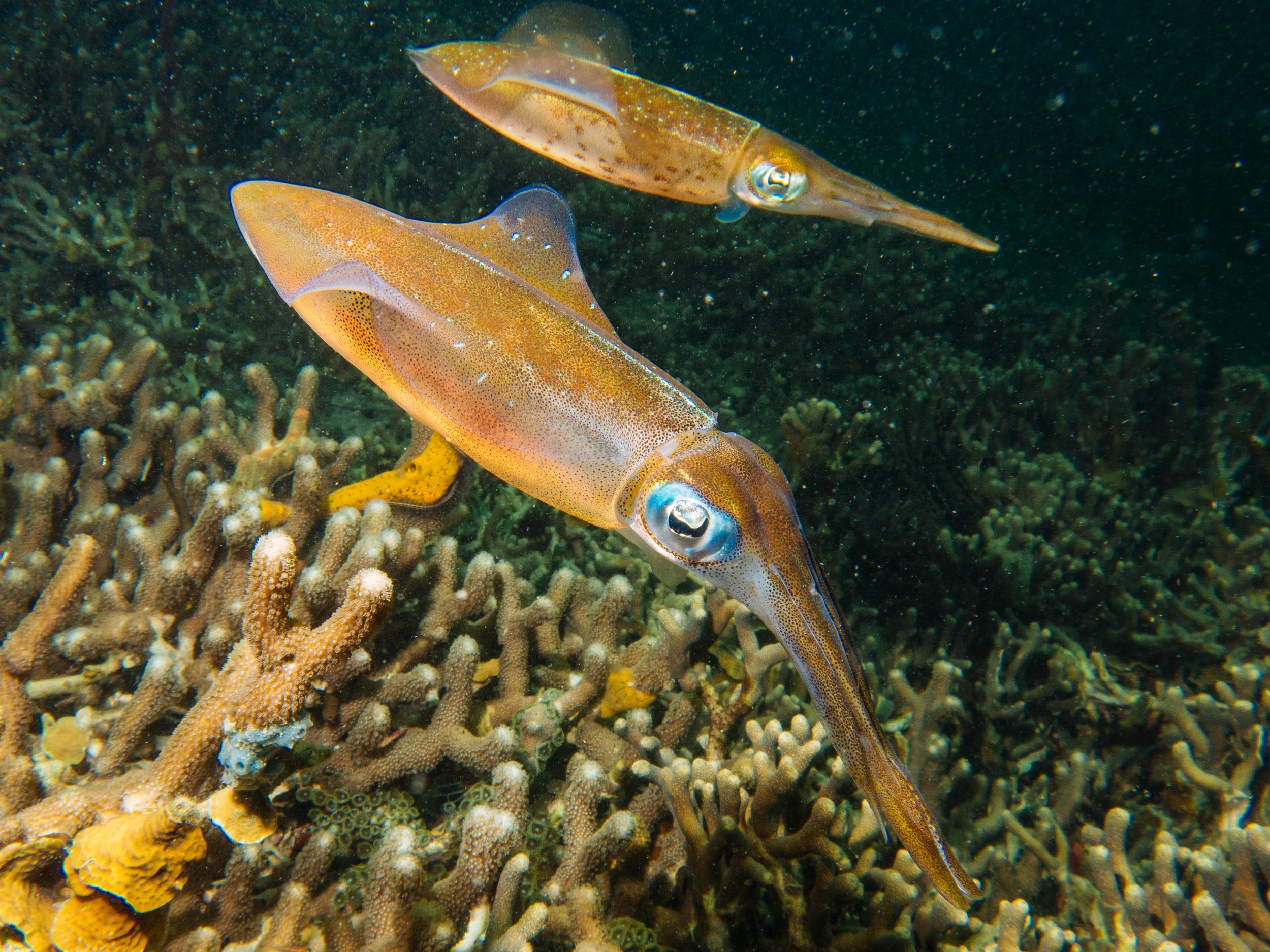 underwater-3.jpg