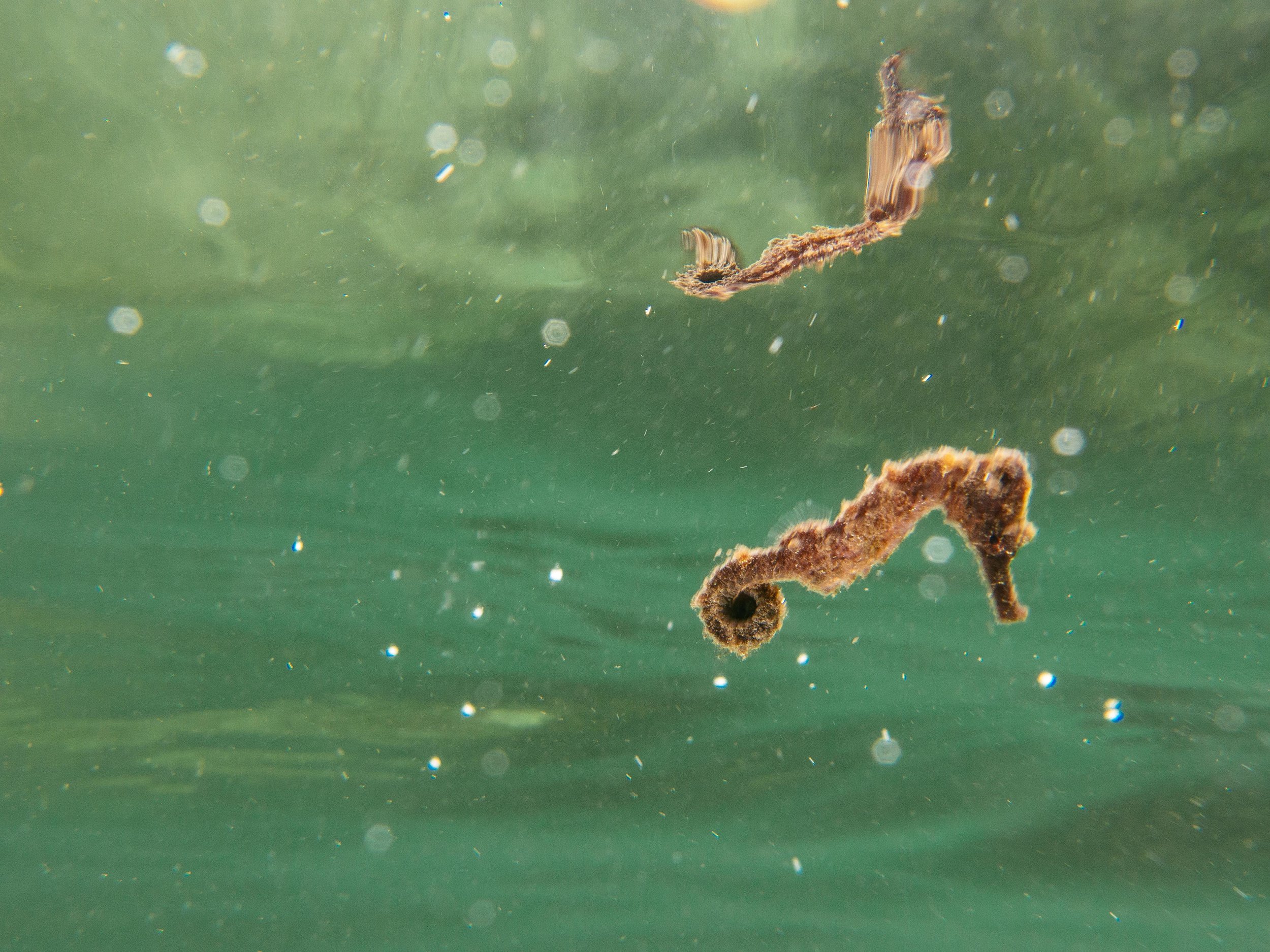 underwater-8.jpg