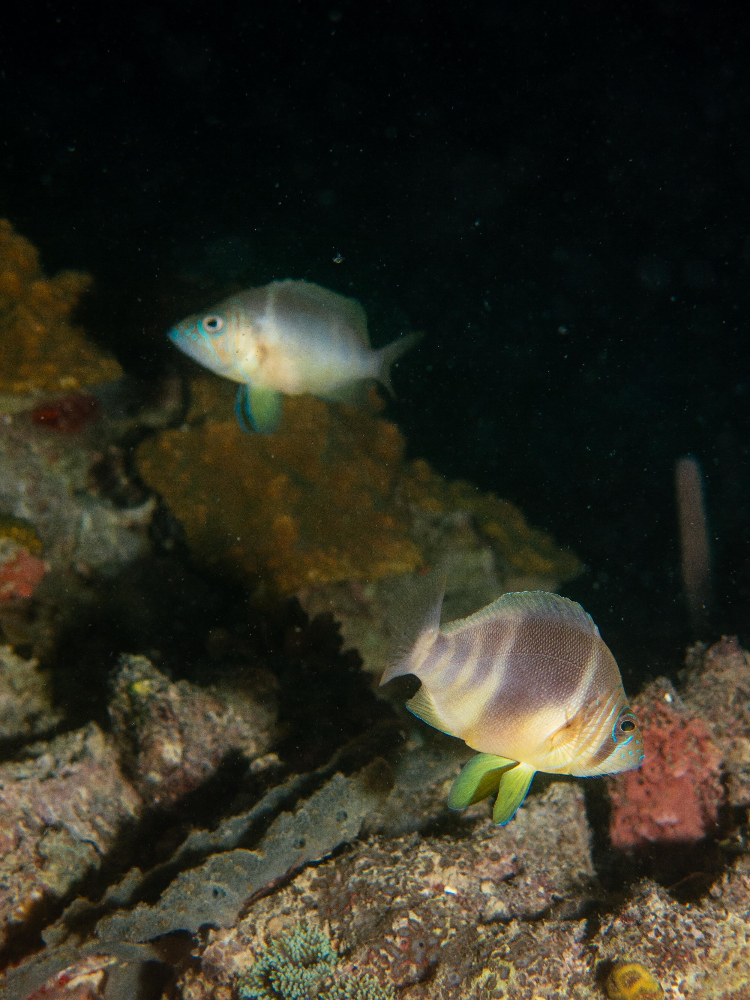 underwater-9.jpg