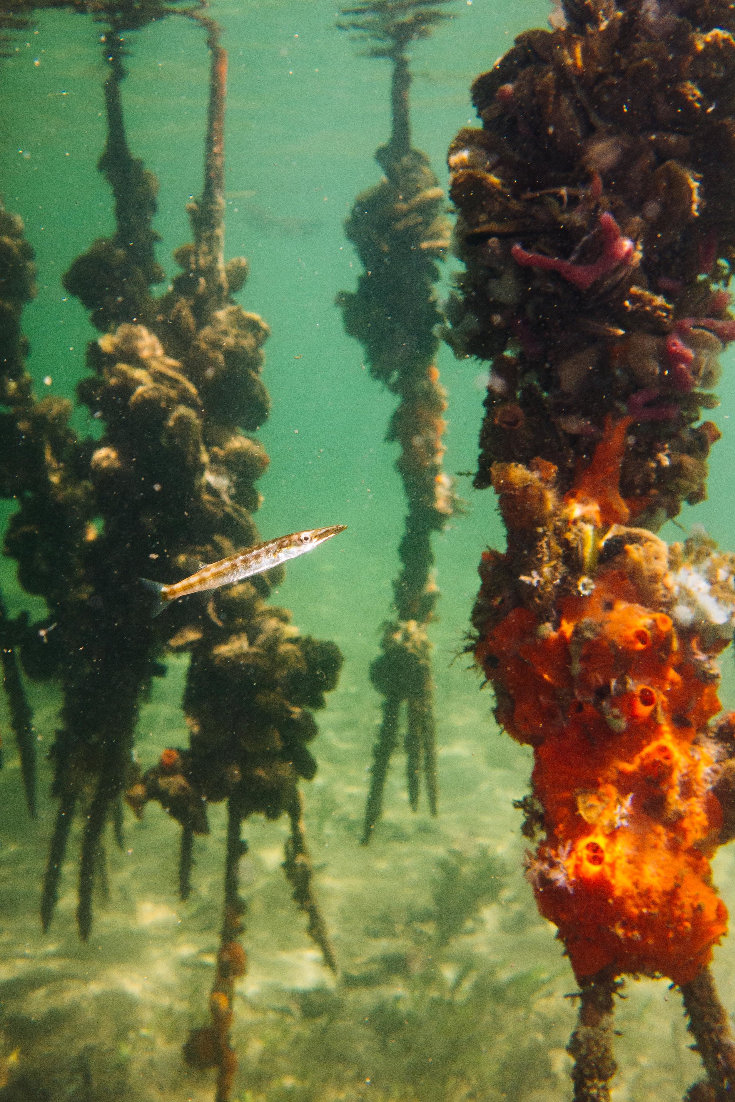 underwater-11.jpg