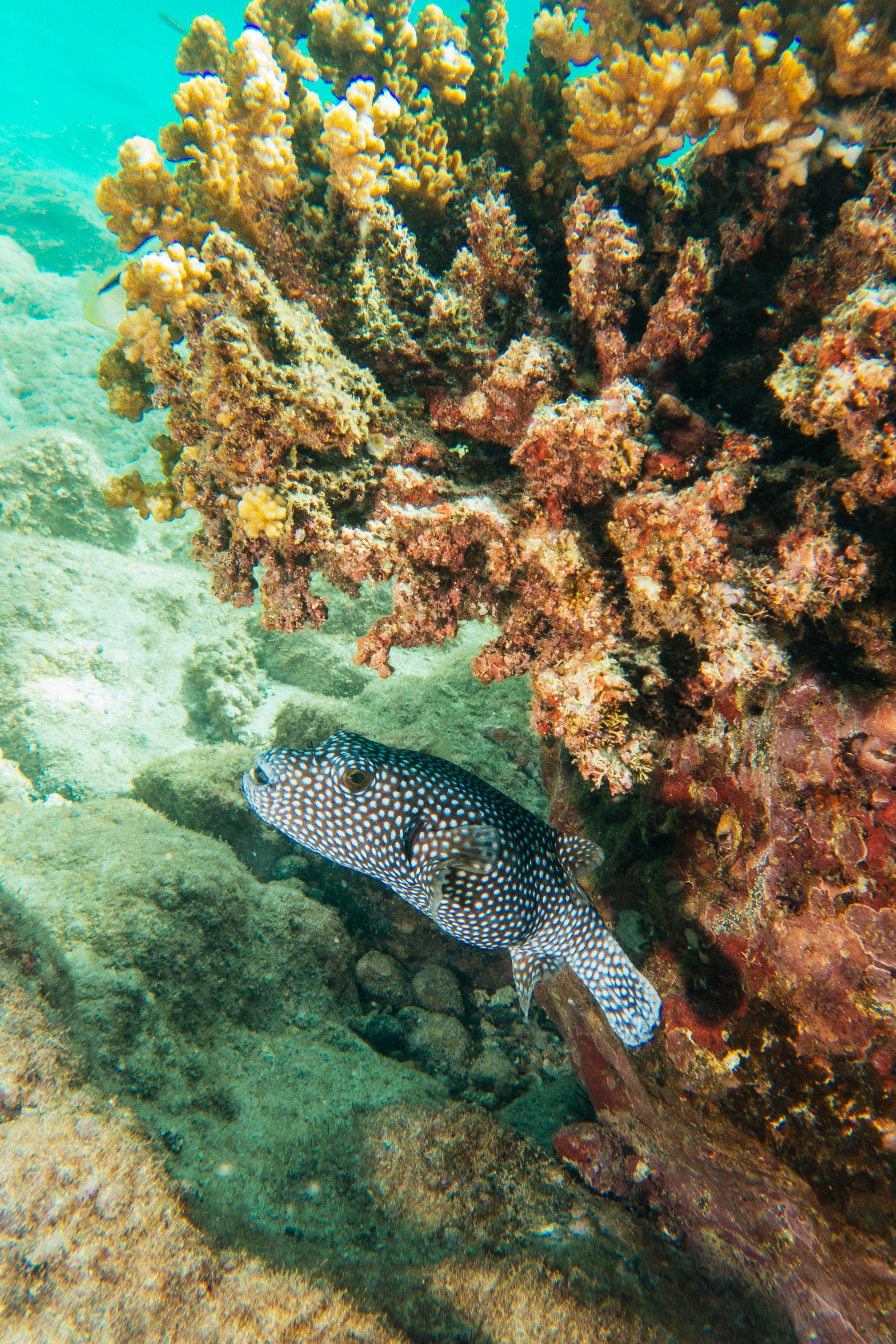 Coiba-1.jpg