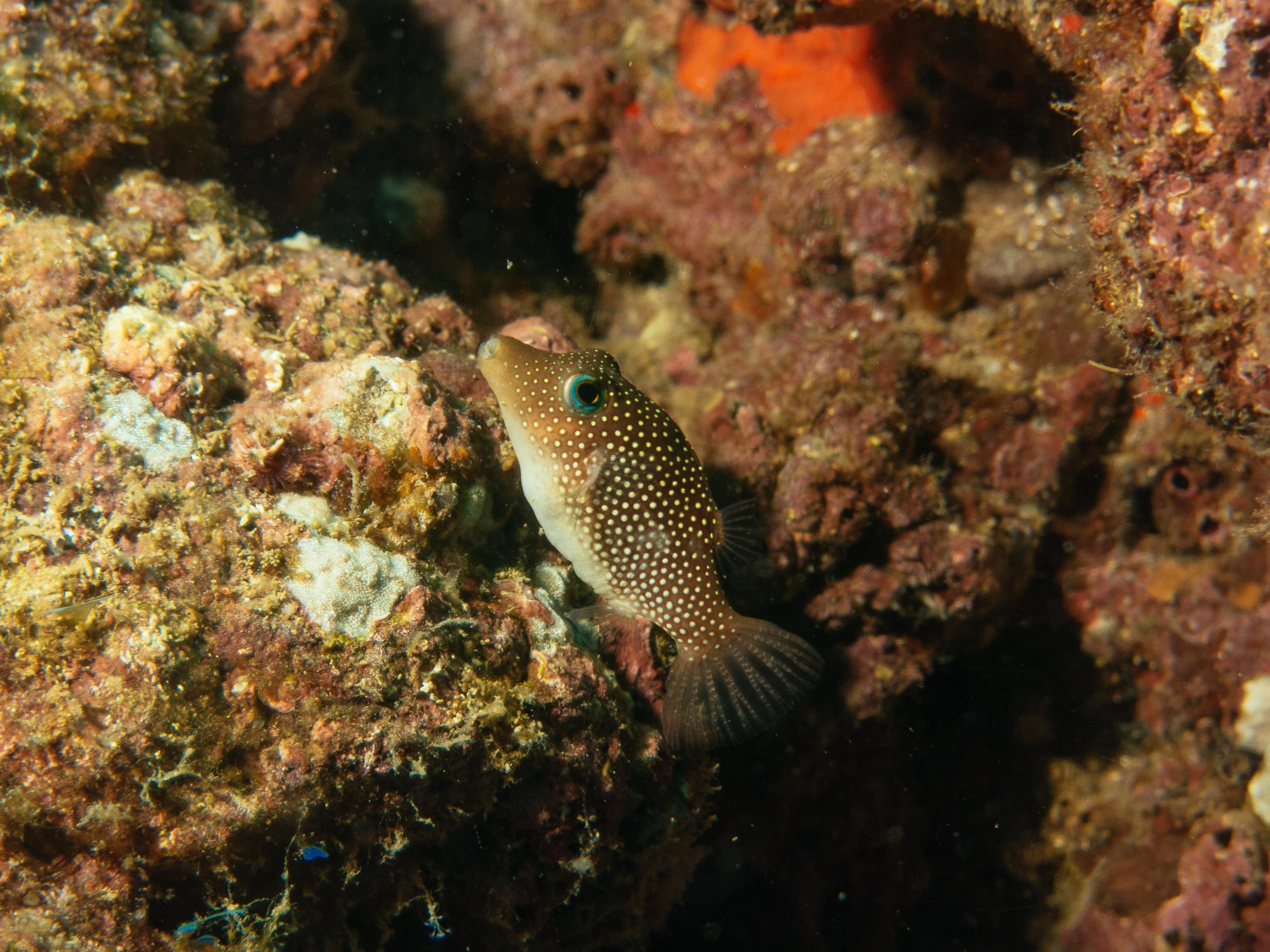 Coiba-4.jpg